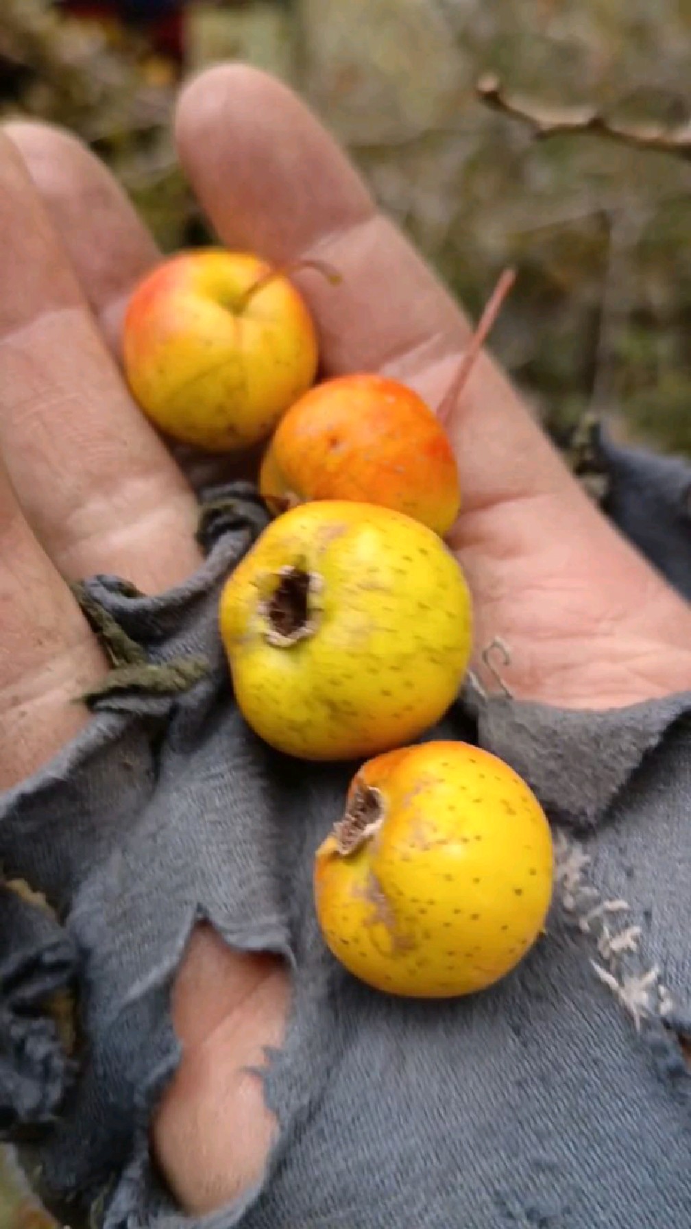 泰山野山楂,这颗生长在海拔1300米左右,熟透的野山楂黄红,面甜酸.
