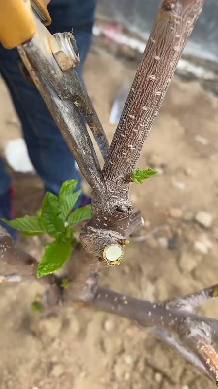樱桃树腹接嫁接法,成活率最好,该技术适合大多数果树嫁接-度小视