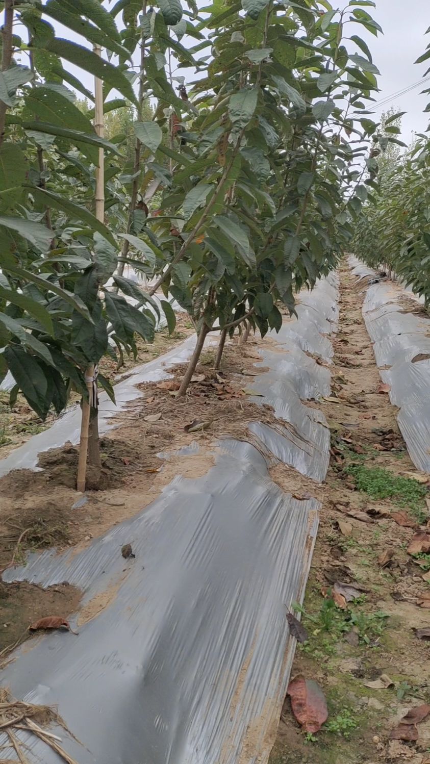 当年可以拉枝整形的吉塞拉矮化樱桃树!-度小视