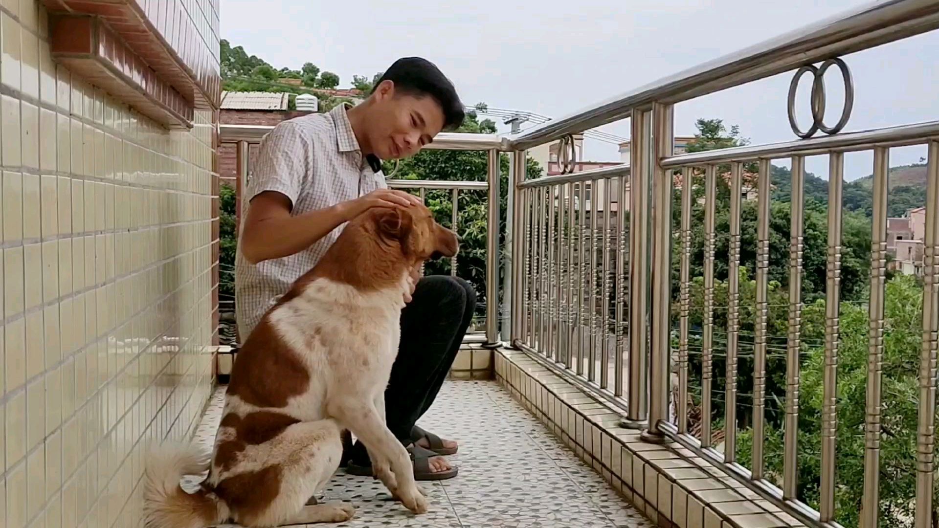 打工仔从千里之外的广东,徙步带回一条土狗,太有灵性了