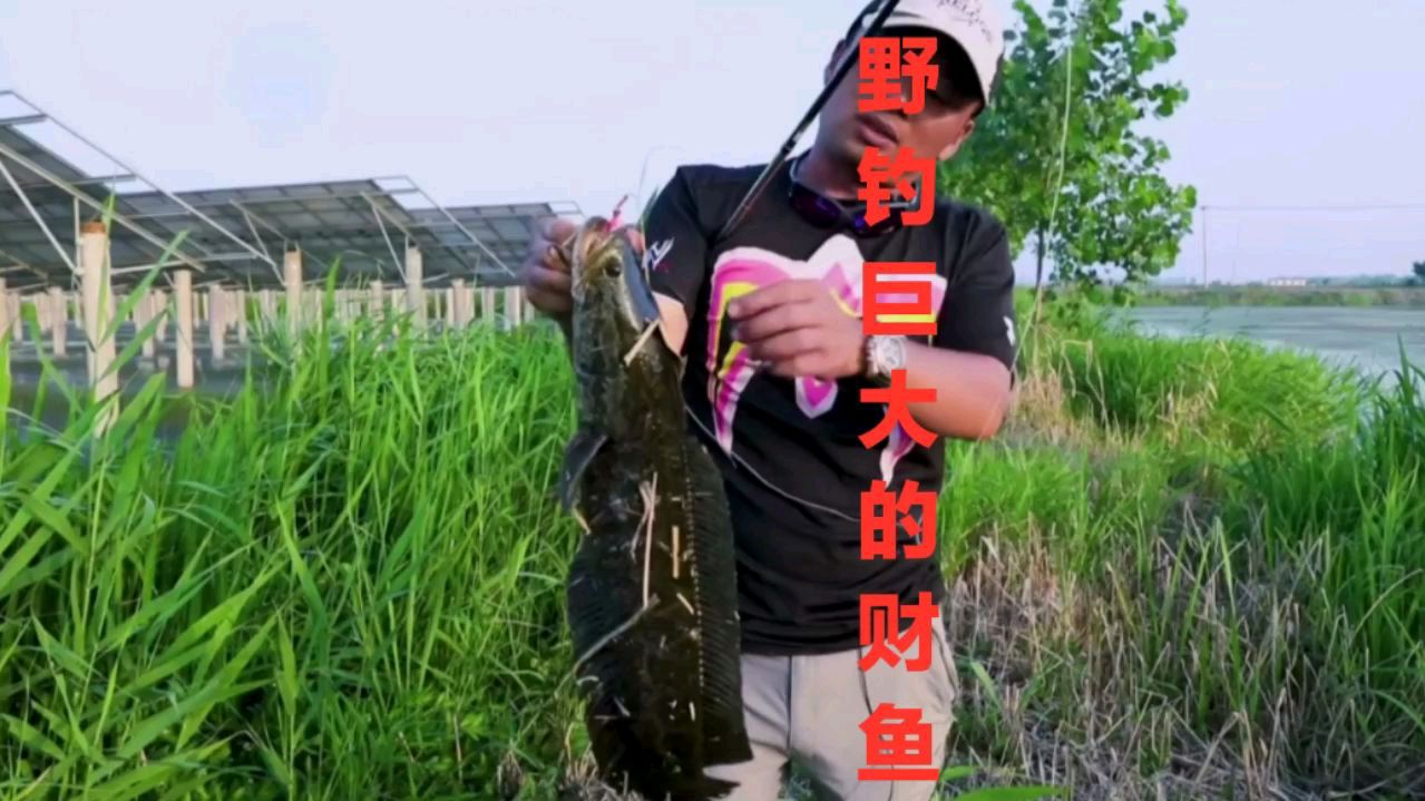 沼泽草丛诱钓乌鳢,钓获巨大的野生财鱼,它有滋补调养的药用功效