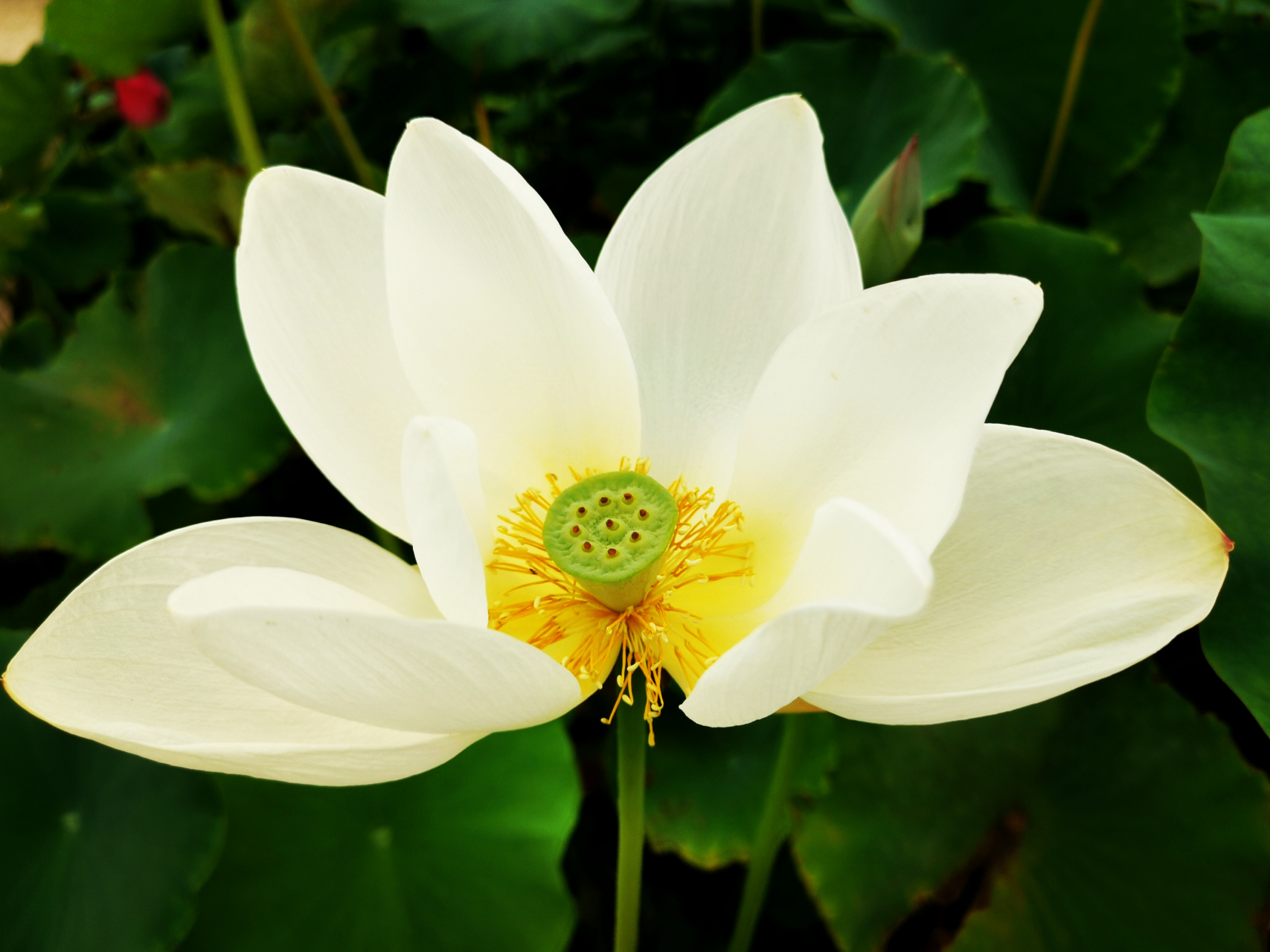 九月动态激励计划# 荷花———白莲娃娃 属小花群,单瓣类荷花,白碗莲