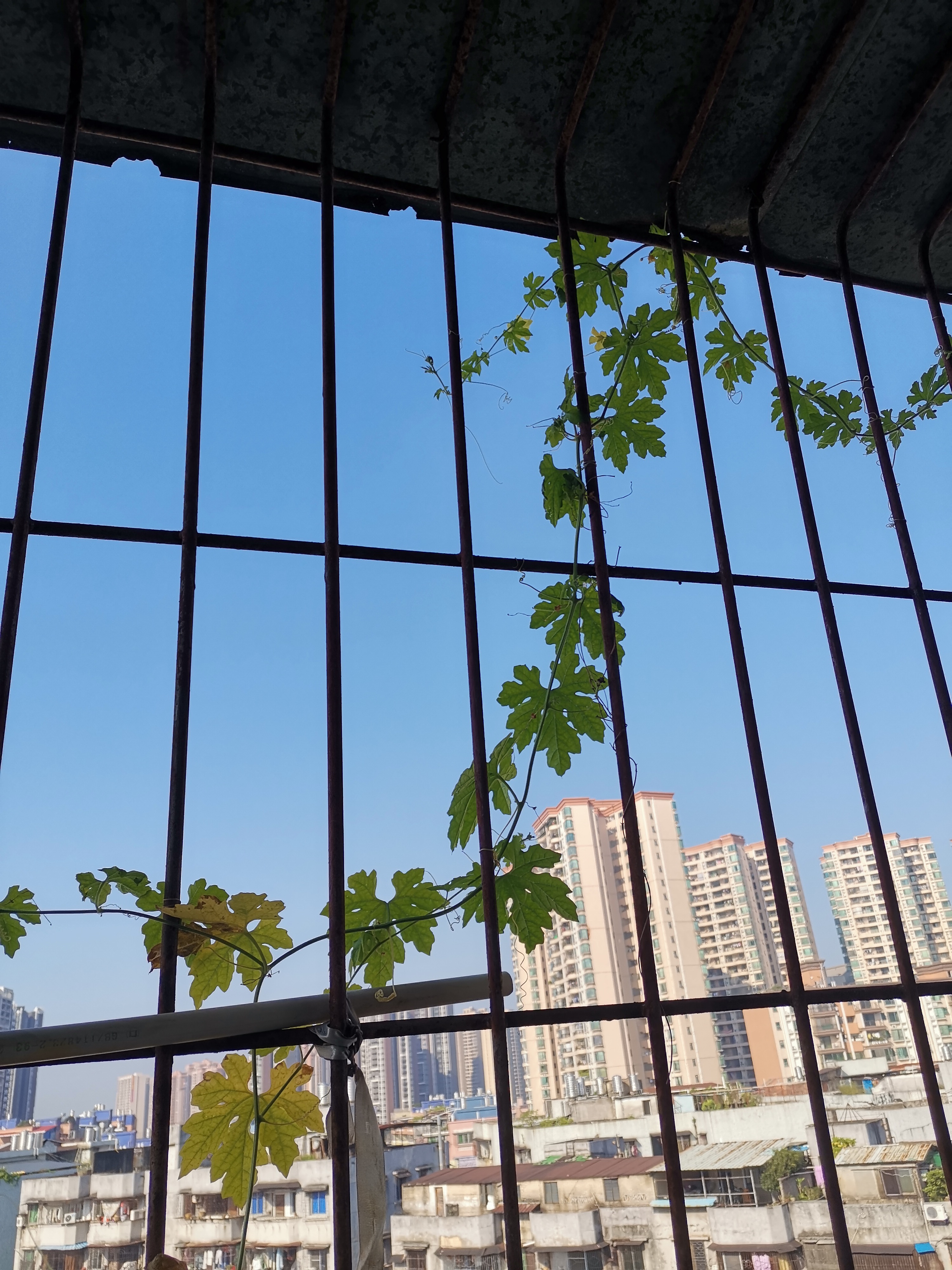 城市大玩家# @百家本地君 住六楼的邻居想把她家的房子卖了,叫我帮忙