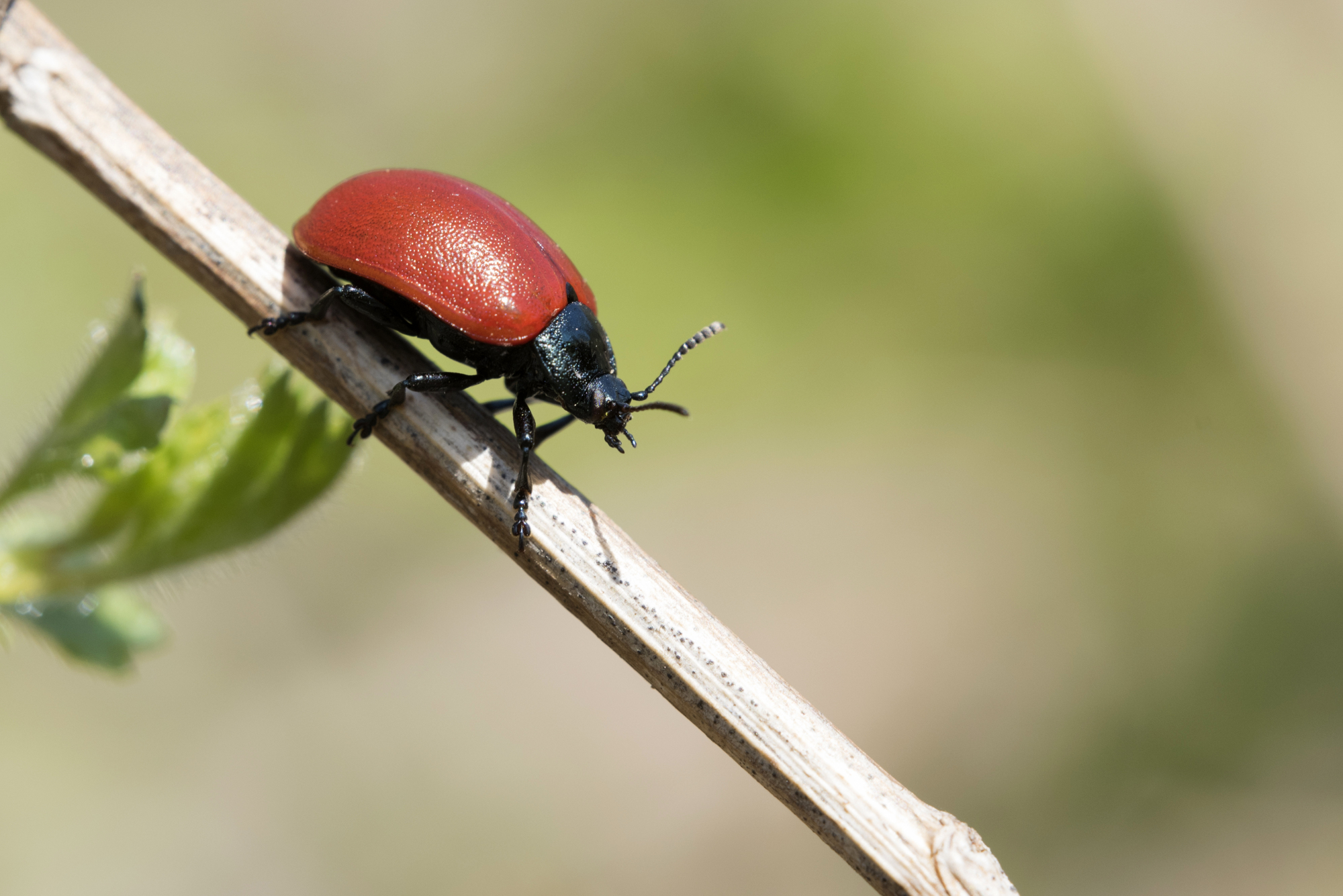 鞘翅目昆虫叶甲