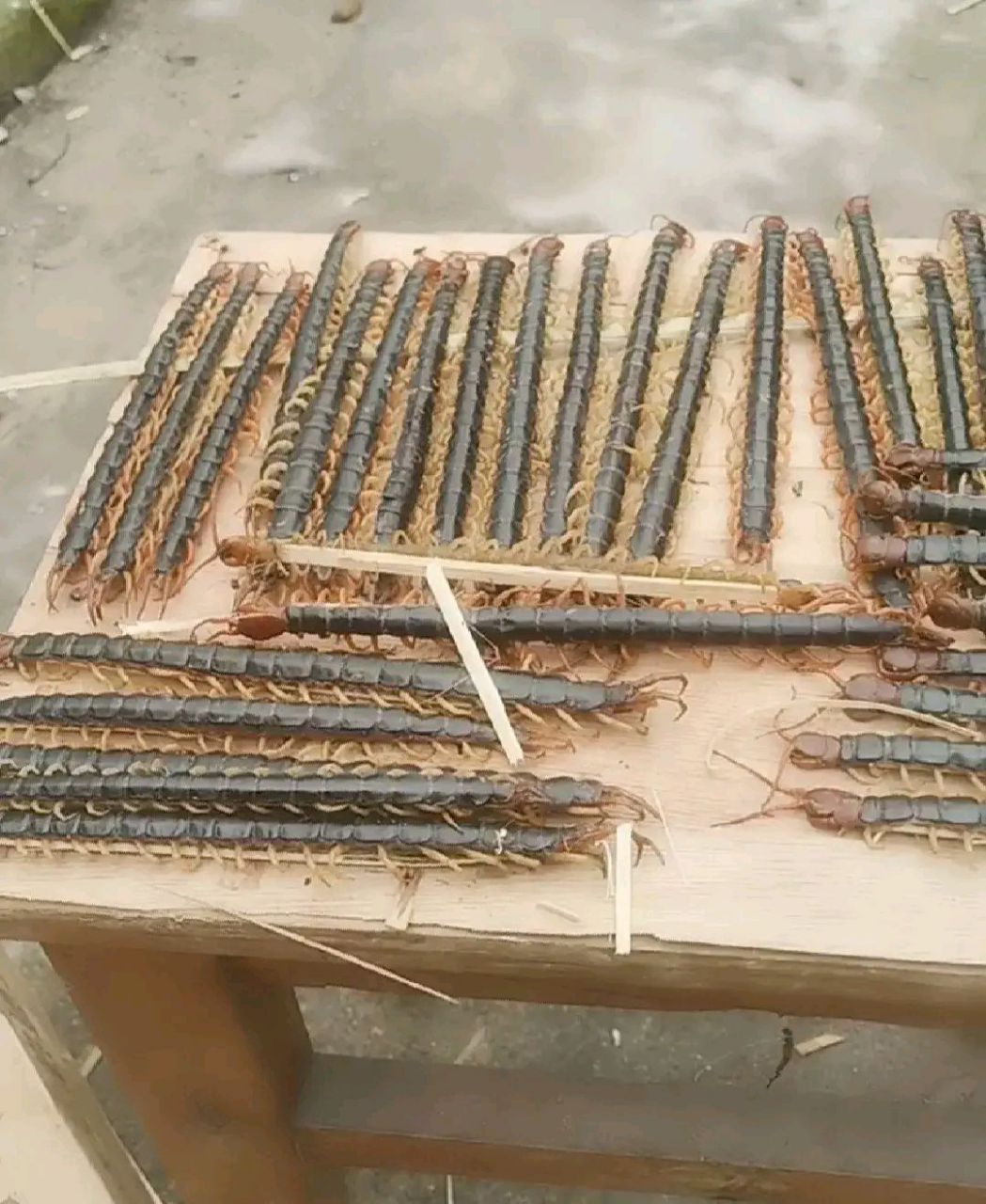 每年3月份后,在宜昌经常可以见到收购蜈蚣的,蜈蚣具有药用价值,作为虫