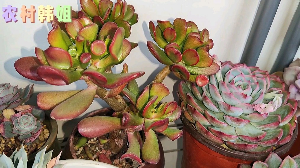 这几款多肉虽然叶子长得比较奇怪,但是都挺好养的,颜值也不低