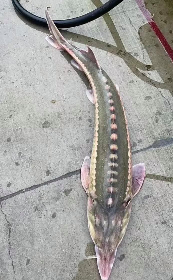 你们见过这是什么鱼吗?