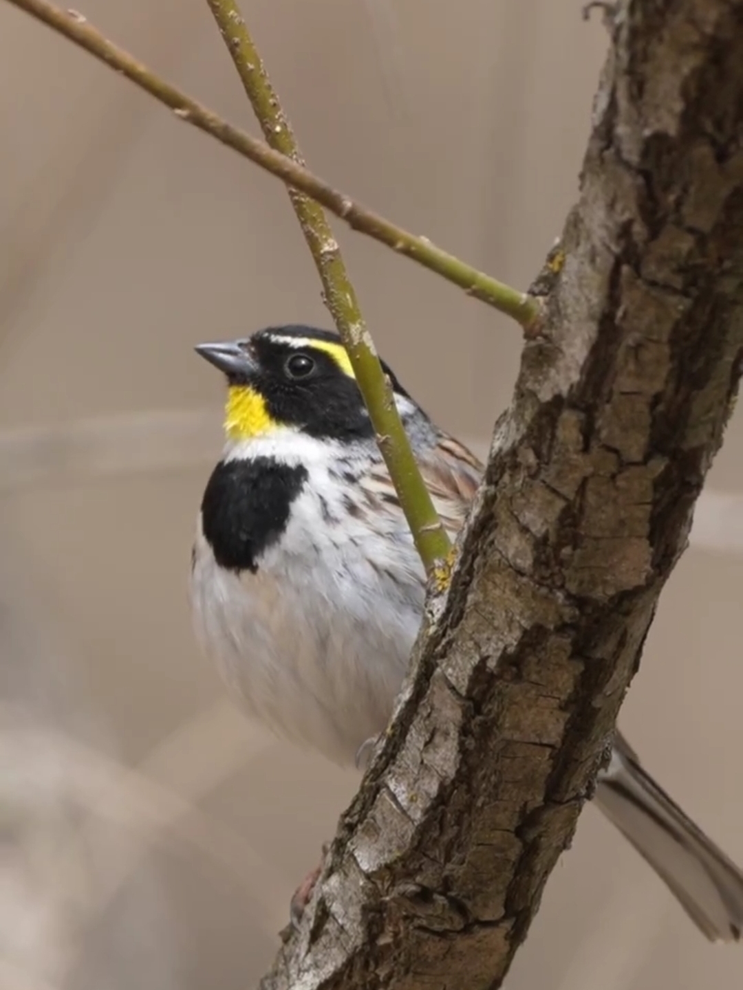 虎头凤鸟的优点,一年四季都在唱歌,养起来很简单,主要喂小米,面包虫