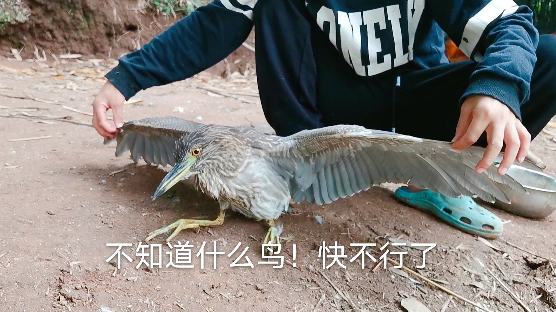 农村河边喂鸡鸭,发现一只吃鱼的大鸟,可惜快不行了