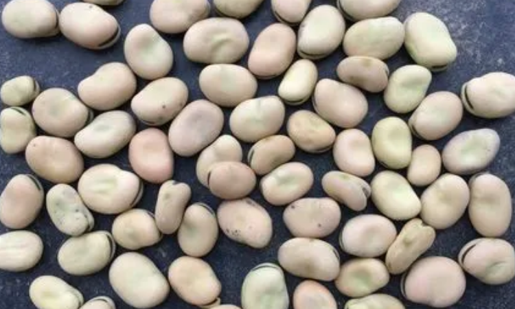 蚕豆和大豆一样吗