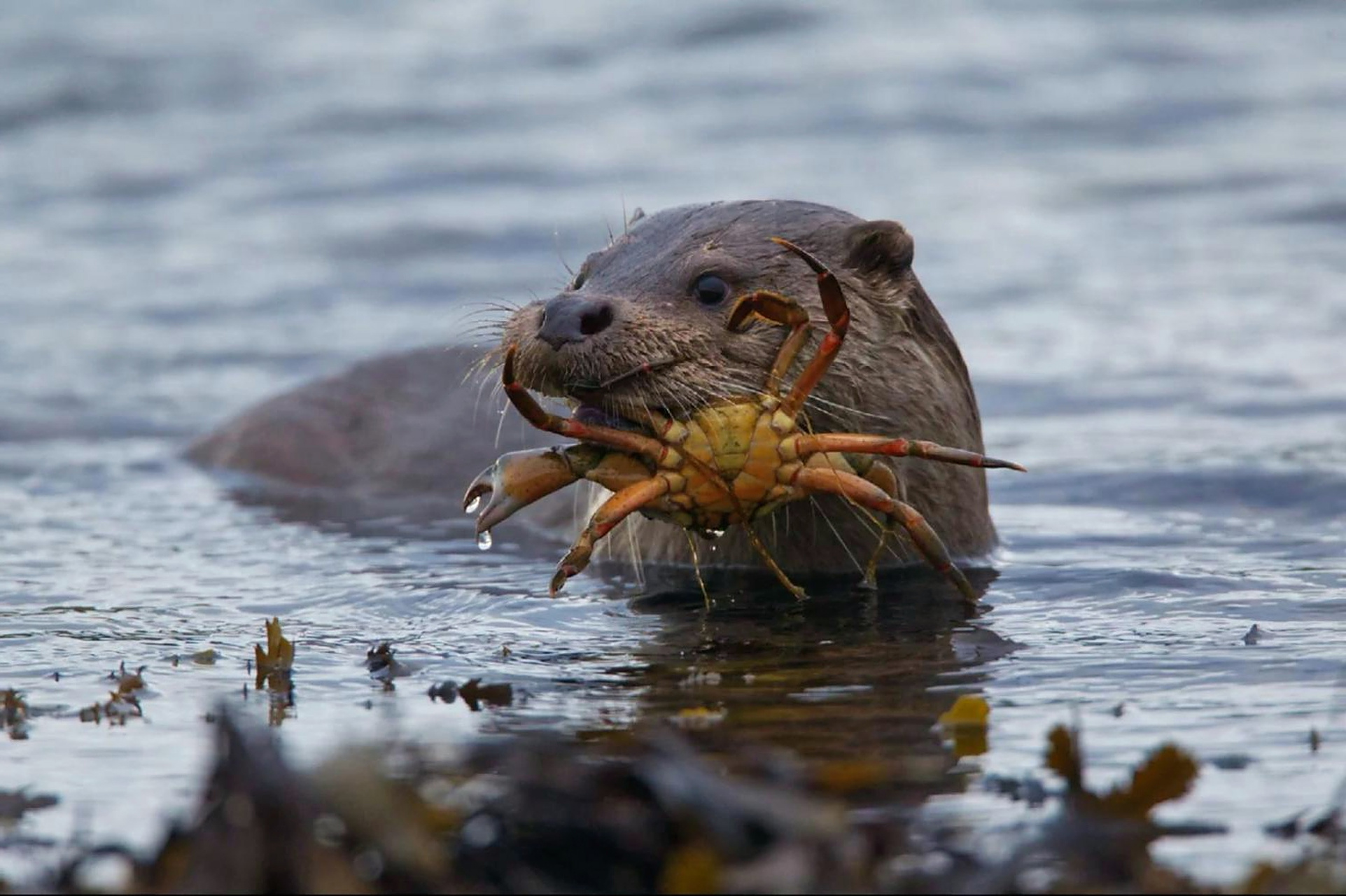 祷告水獭,神情好逗[good]#趣图搞笑# #动物趣图