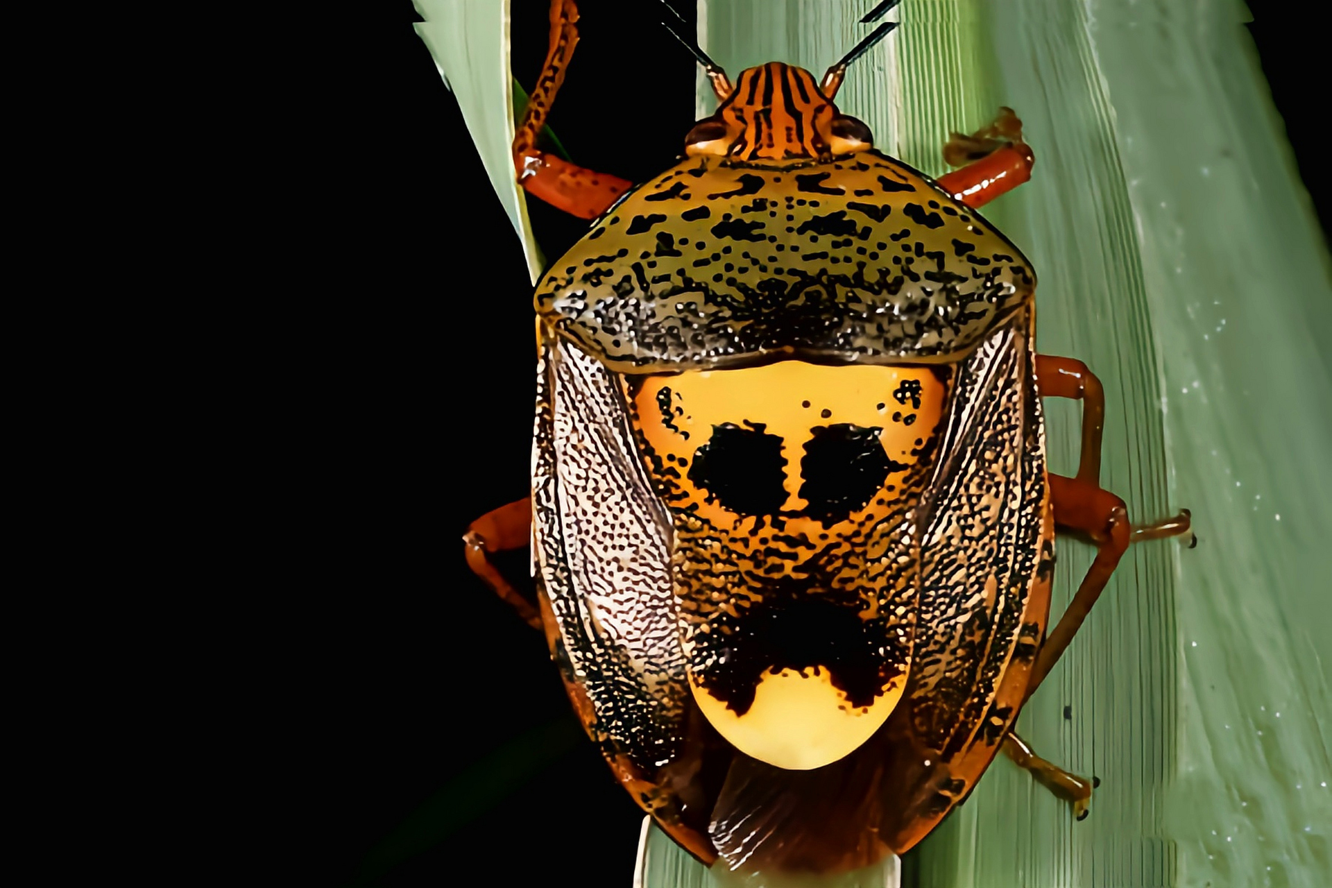 每天认识一种昆虫——鬼面蝽象 鬼面蝽象是半翅目,蝽科,牙蝽属昆虫,本