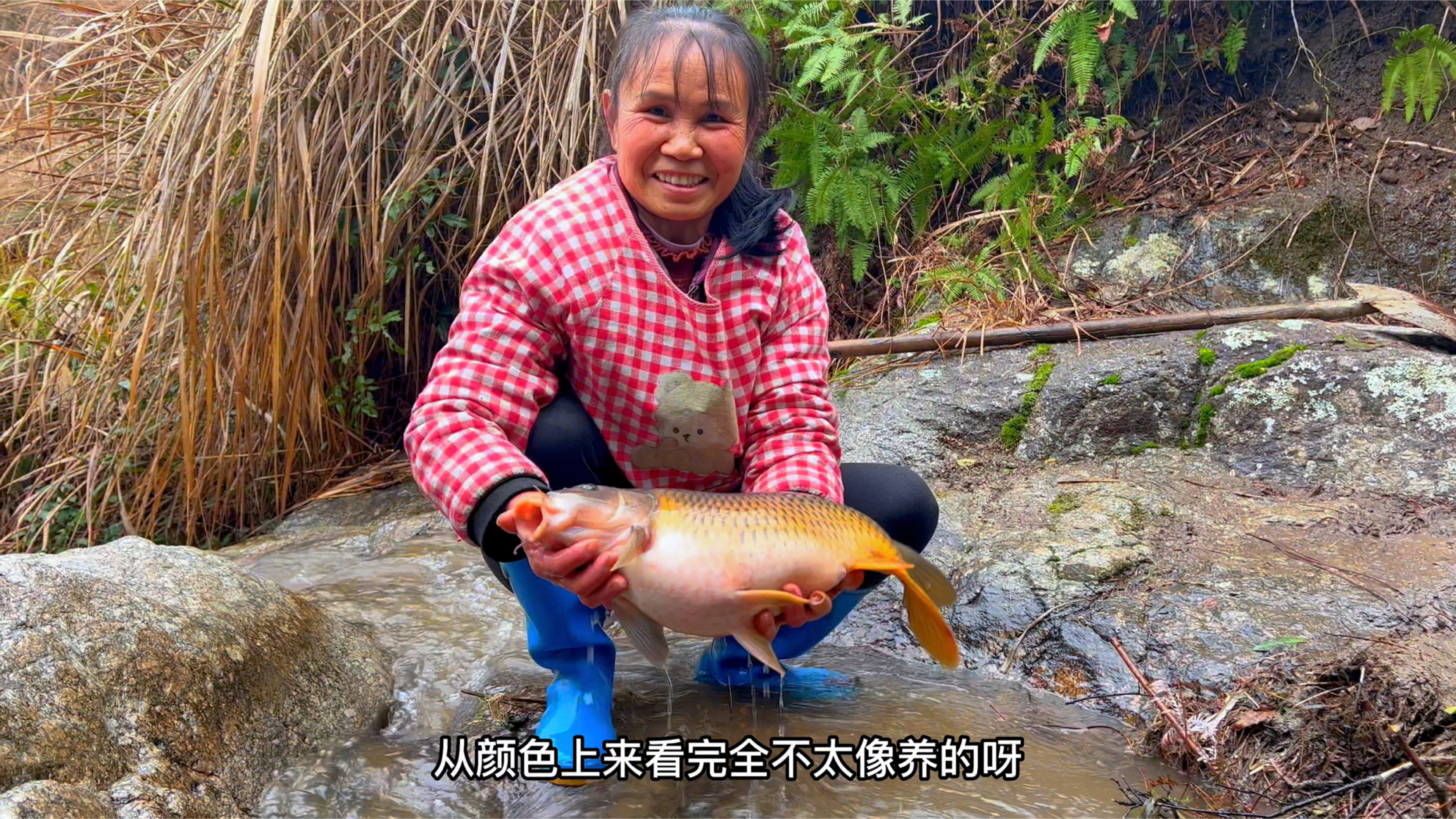 今天收获一条大鲤鱼