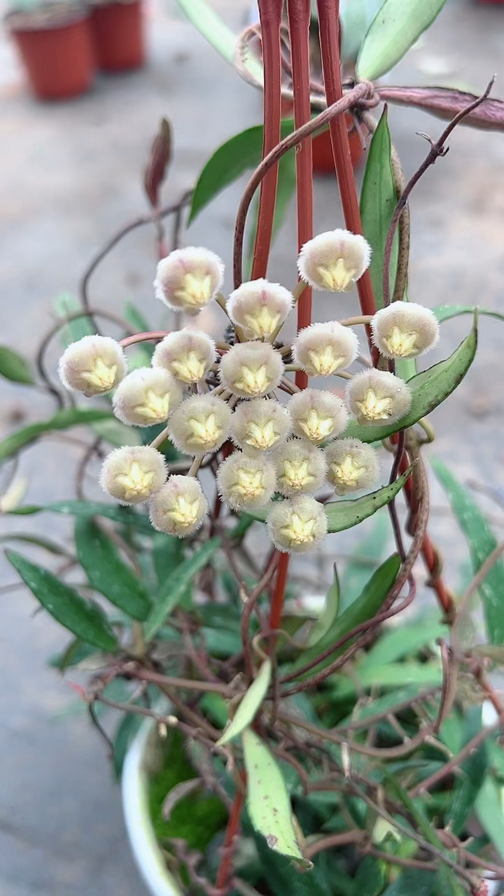 今天给大家推荐一款花梗超级多的球兰
