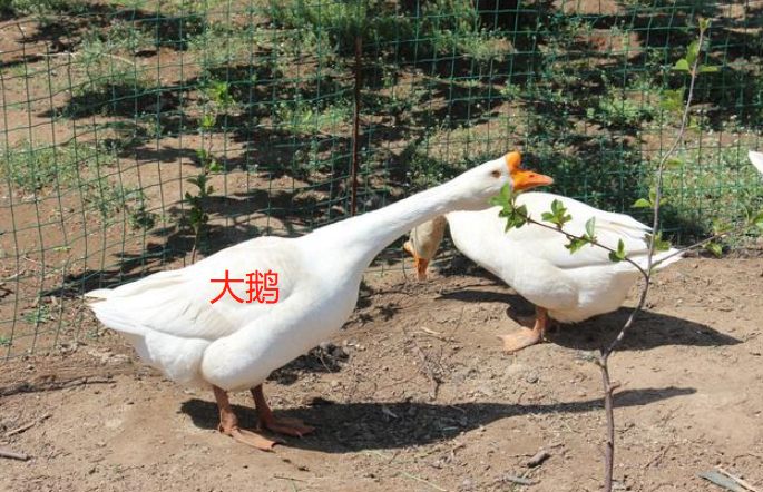 天鹅和大鹅有什么区别