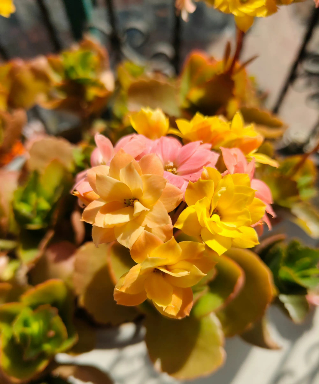 多肉长寿花 et(外星人) 初开黄逐渐变粉 清理掉枯叶的劳尔 67