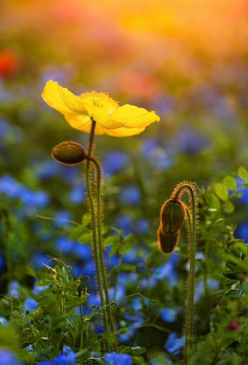 奇花异草:野罂粟,冰岛虞美人,柔弱之躯,却美的动人