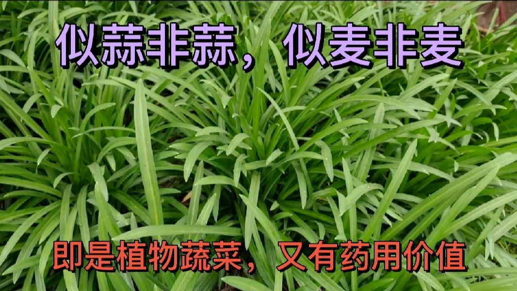 带您认识似蒜非蒜,似麦非麦。即是植物蔬菜,又有药用价值的菜