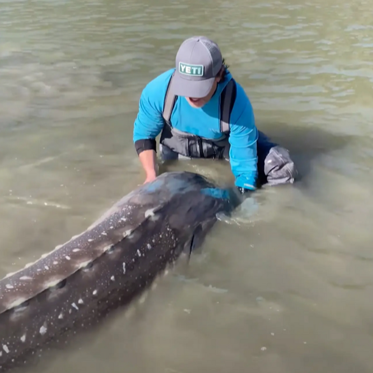 【加拿大向导捕获超100岁3米长巨型鲟鱼】  加拿大捕鱼向导的比森,在