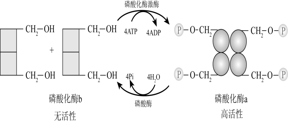 酶活性共价修饰