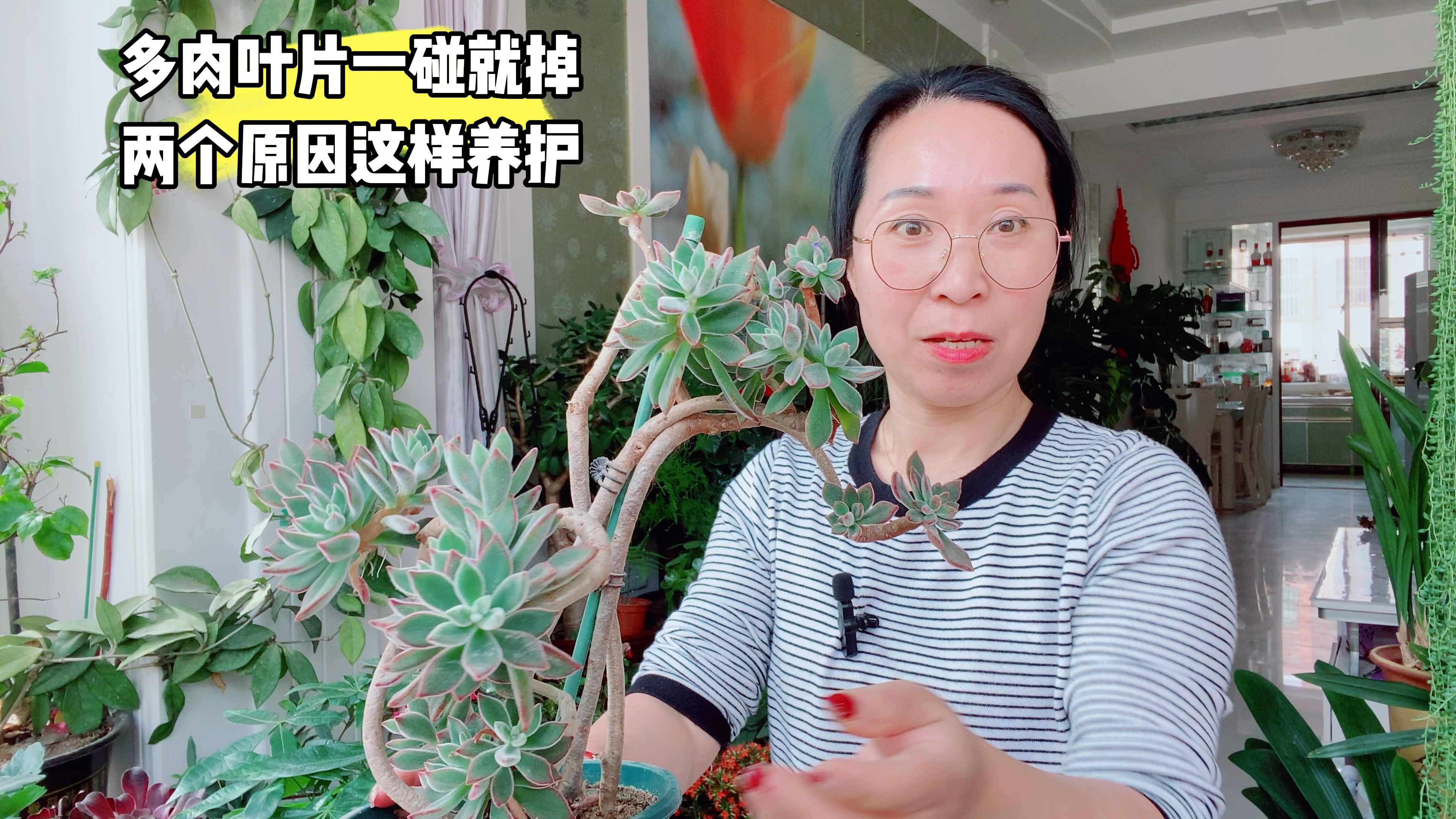 多肉叶片一碰就掉,两个原因,注意这样养护