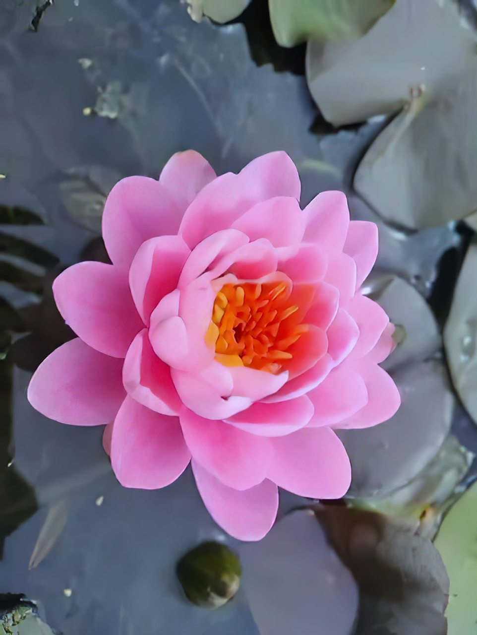 睡莲"粉牡丹"娇艳妩媚03粉嫩嫩!嬌柔雅致!好美喔!