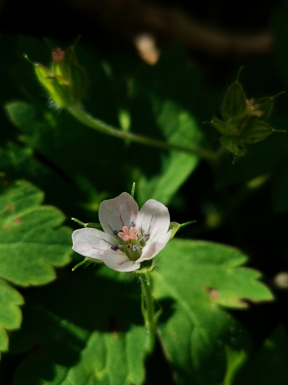 小红花]牻máng牛儿苗科老鹳草属多年生草本植物,高30～50厘米,尼泊尔