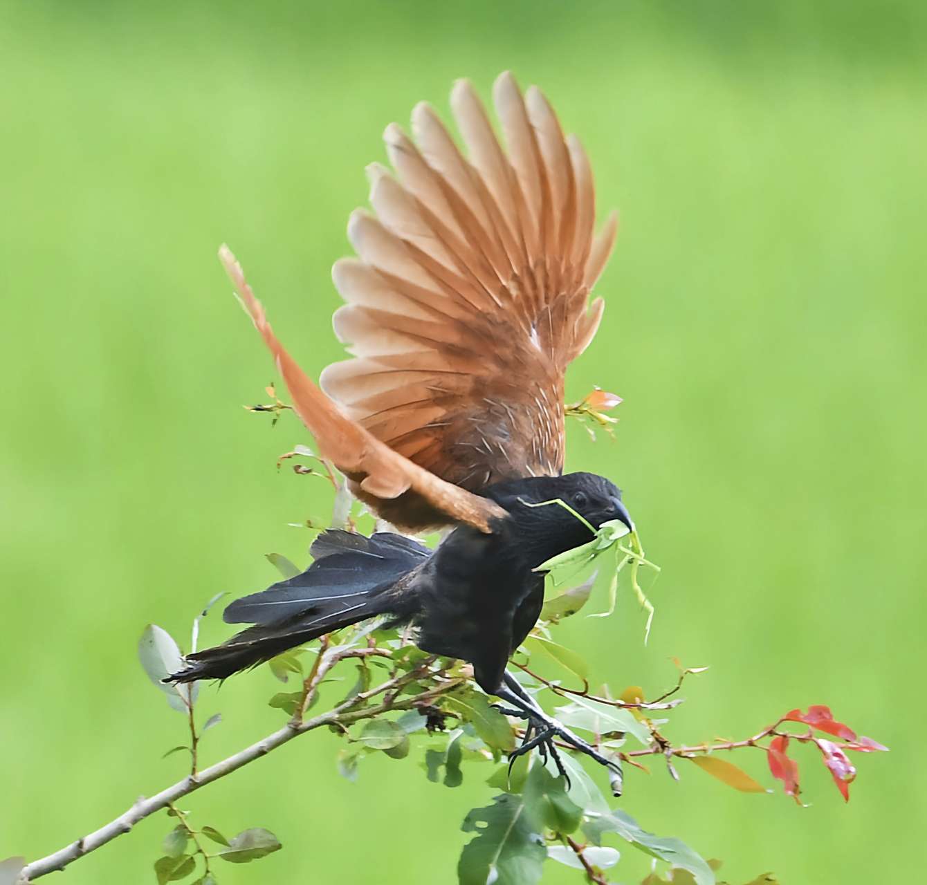 哪些有点"刑"的鸟类——小鸦鹃 小鸦鹃是我国二级保护动物.