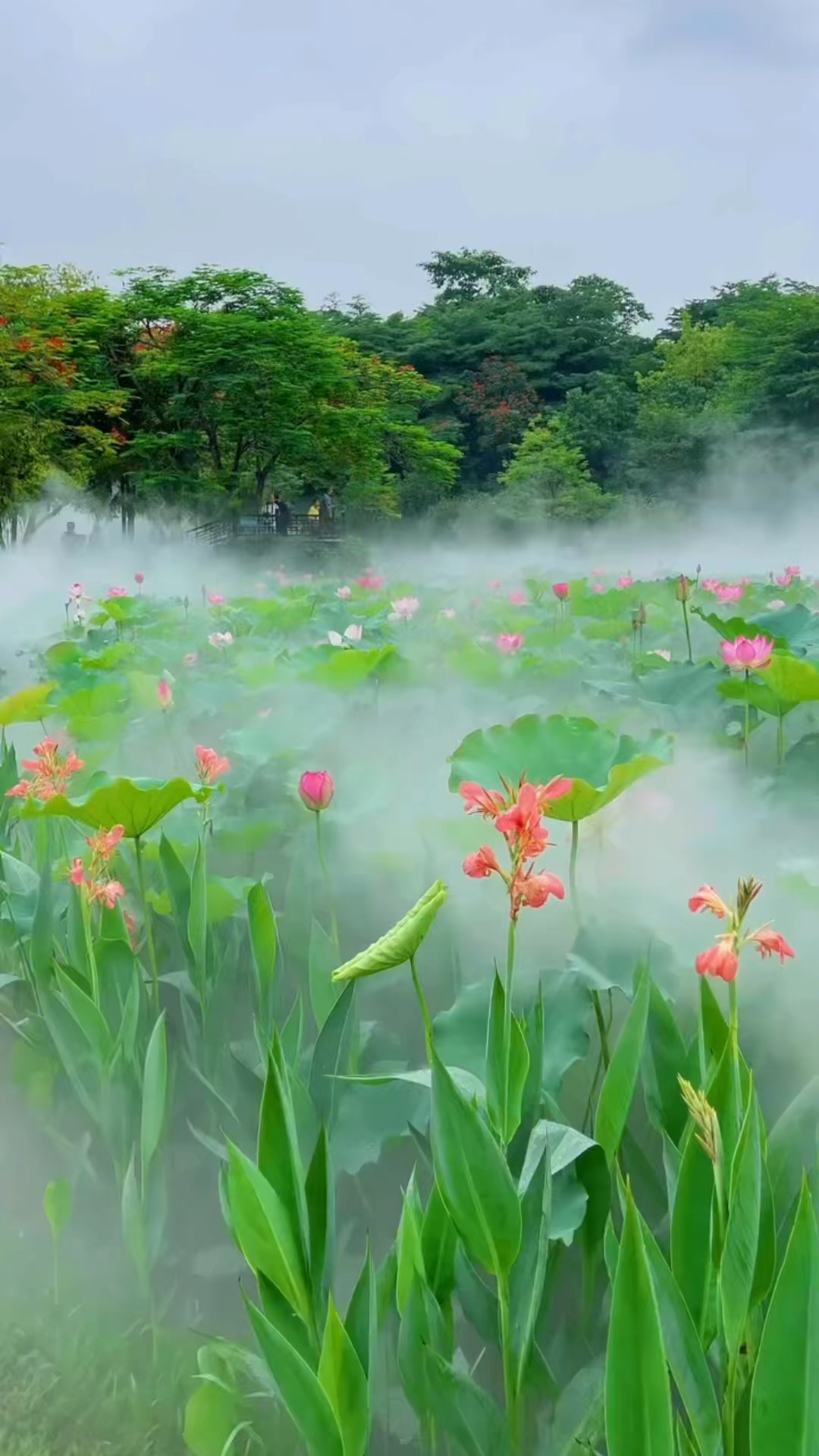 一不小心误入仙境,荷花美景-度小视