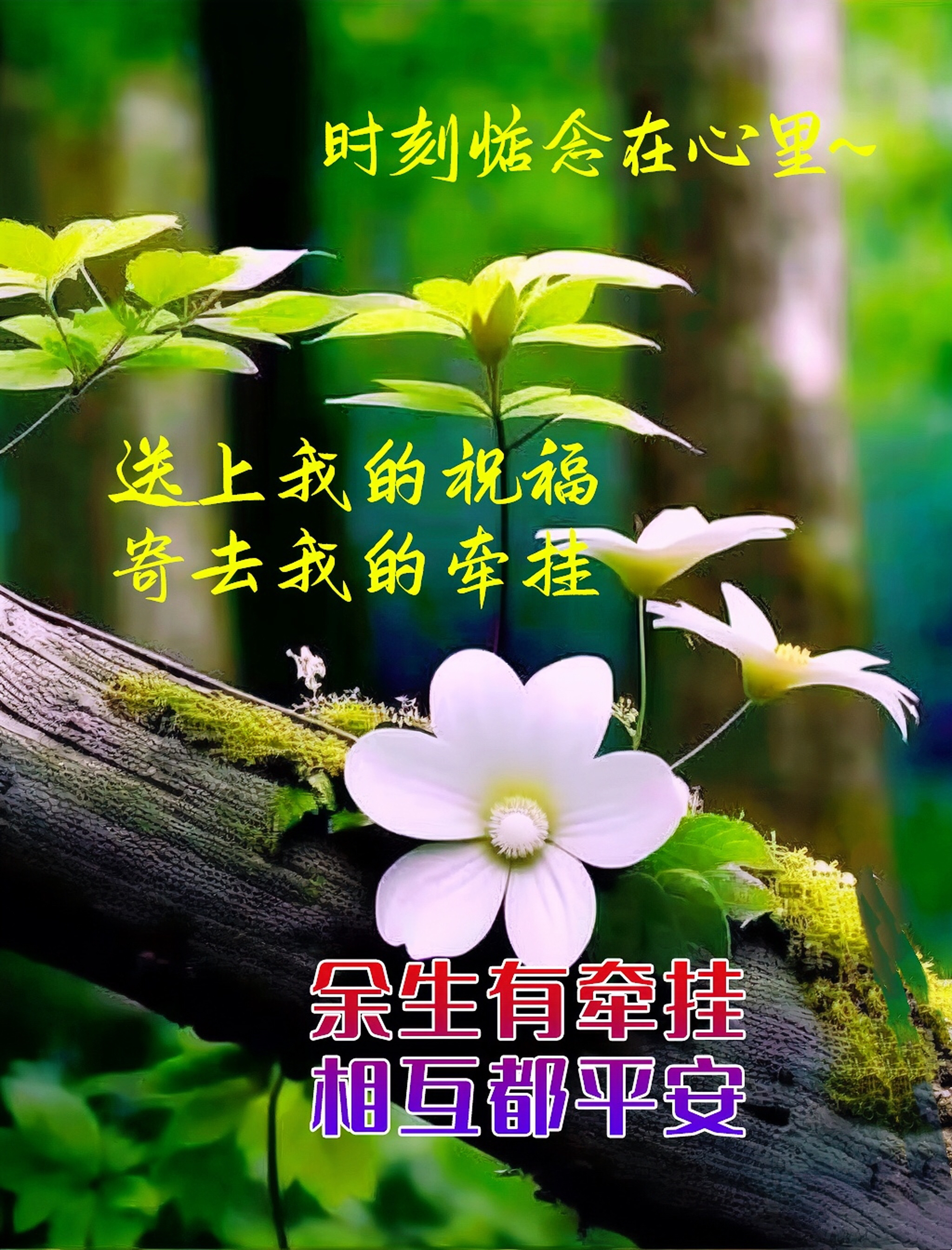 诗情画意, 一半现实生活,一半梦想追求, 一半忠于内心,一半随遇而安