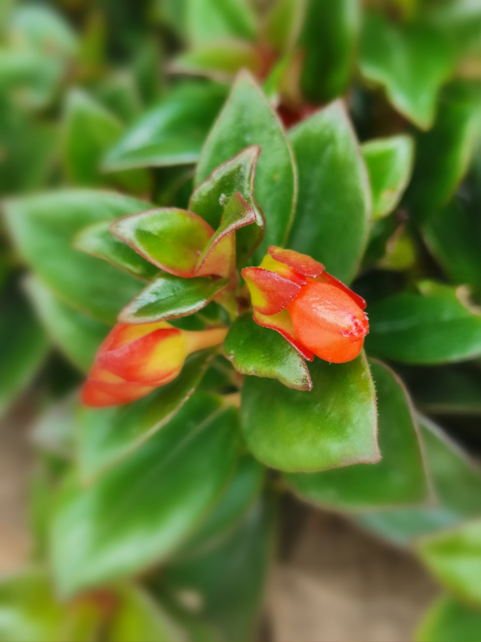 金鱼吊兰(金鱼花,袋鼠吊兰)  7815苦苣苔科袋鼠花属的多年生草本.