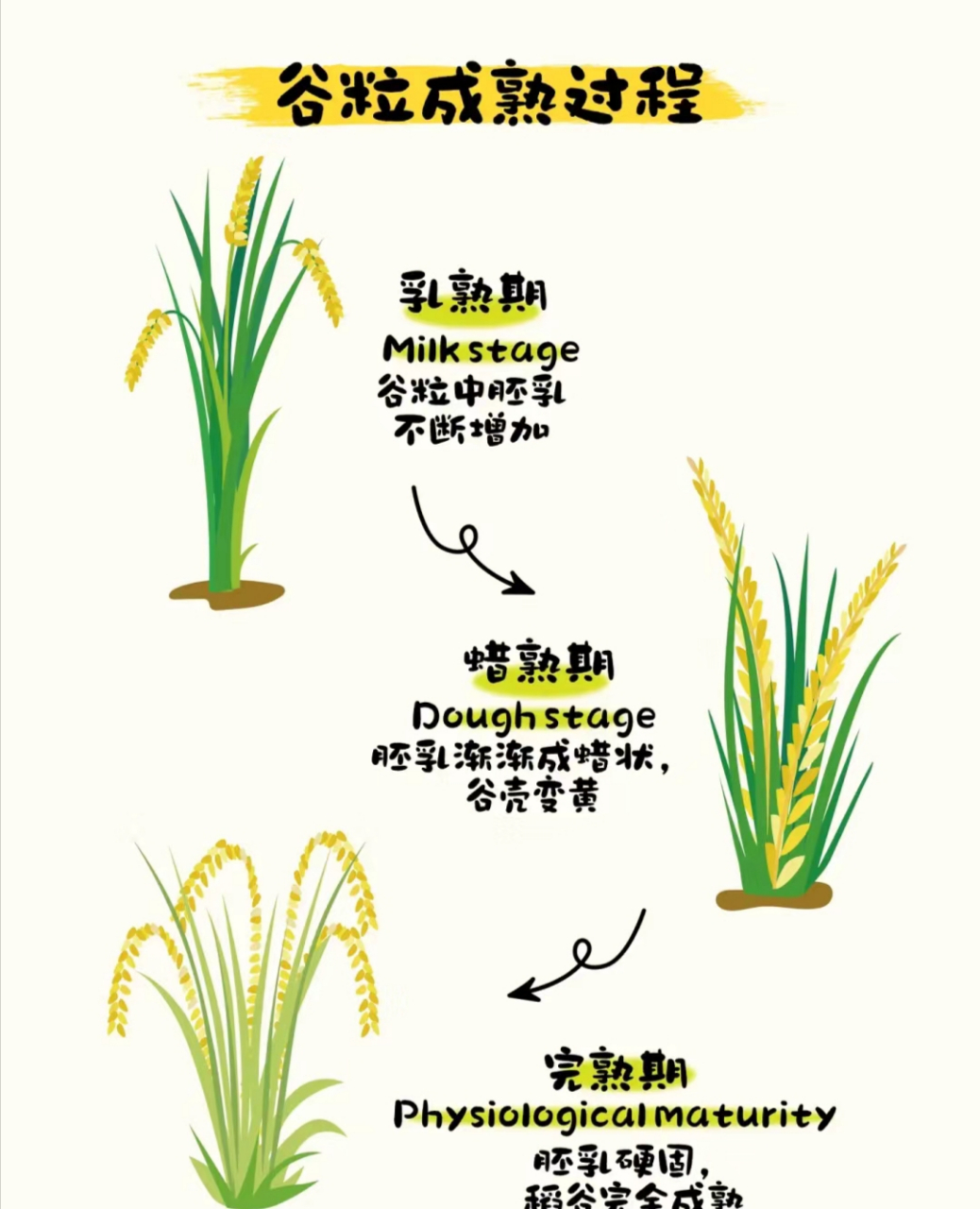 水稻生长过程漫画图解图片