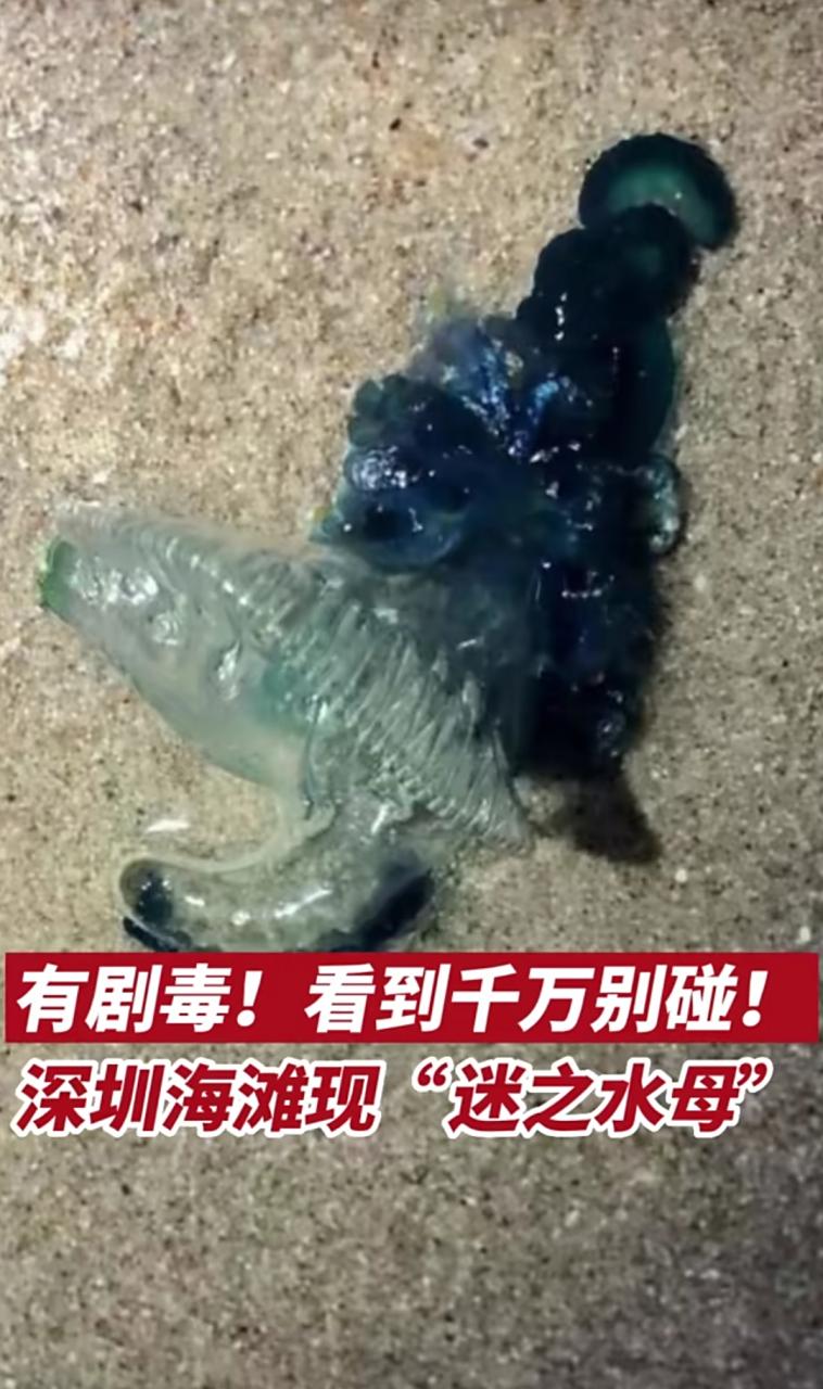 深圳一海滩惊现剧毒水母,其毒性堪比眼镜蛇  3月24日,广东深圳.