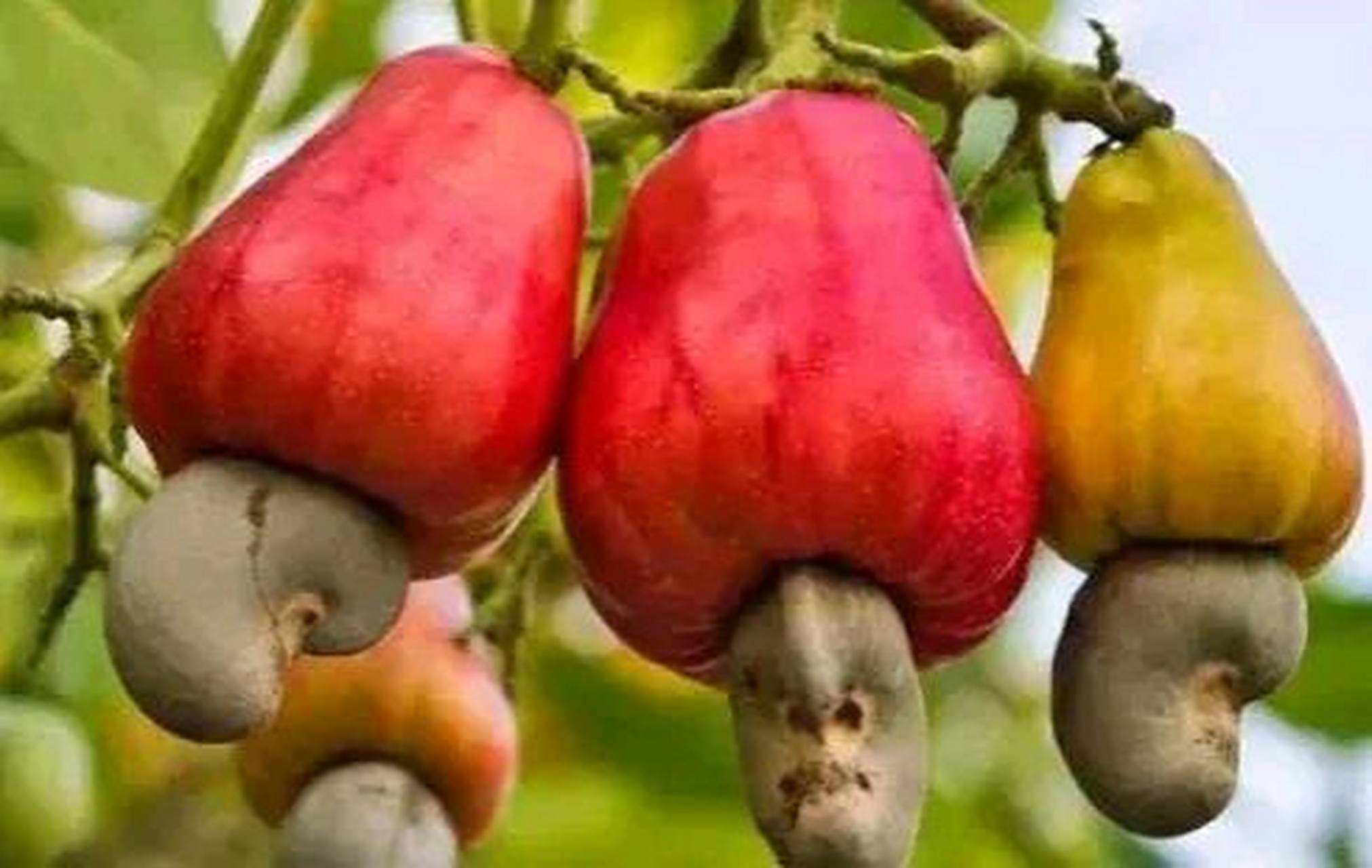 许多人爱吃腰果,但树上腰果是什么样子?