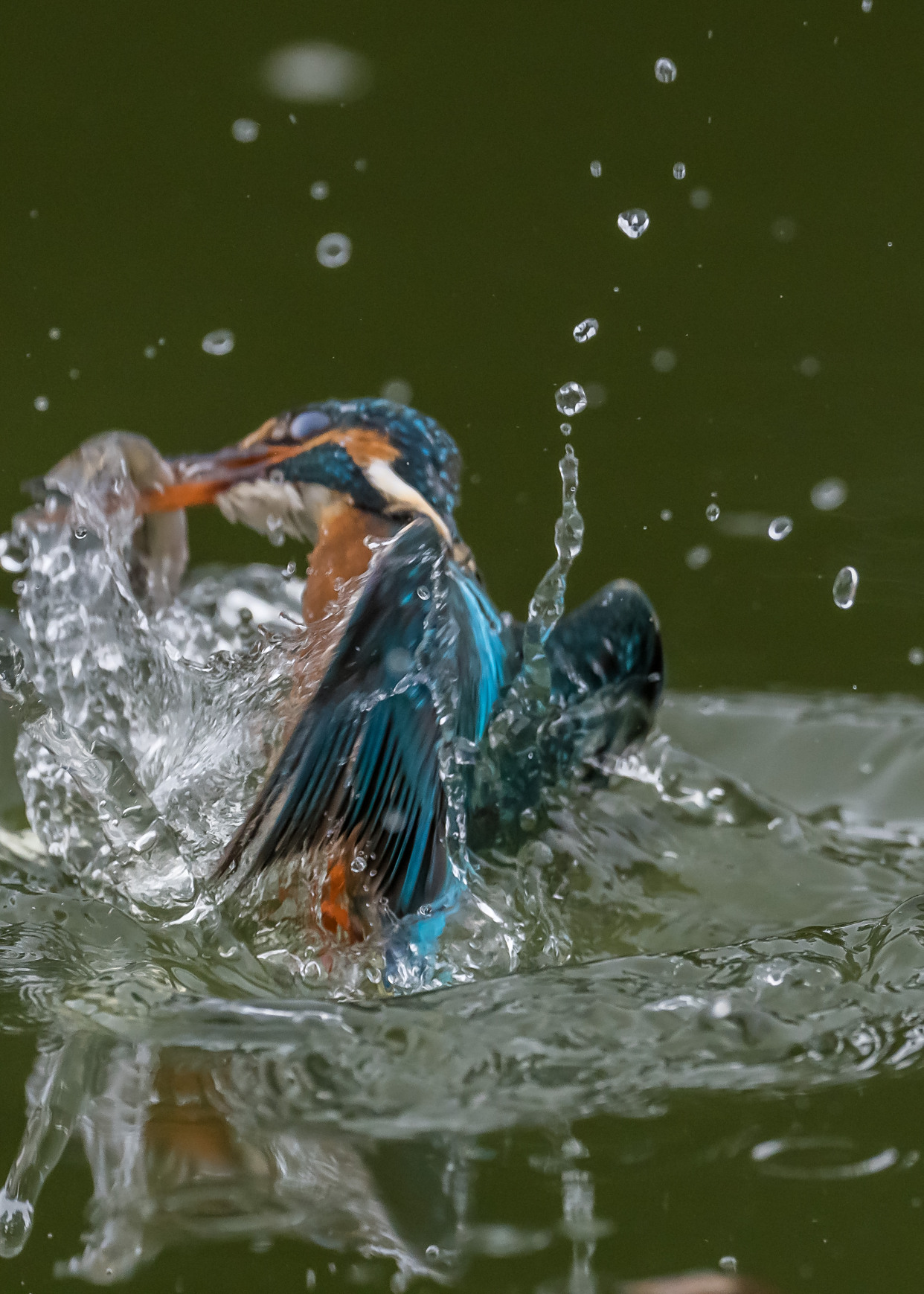 潇洒利落的翠鸟抓鱼