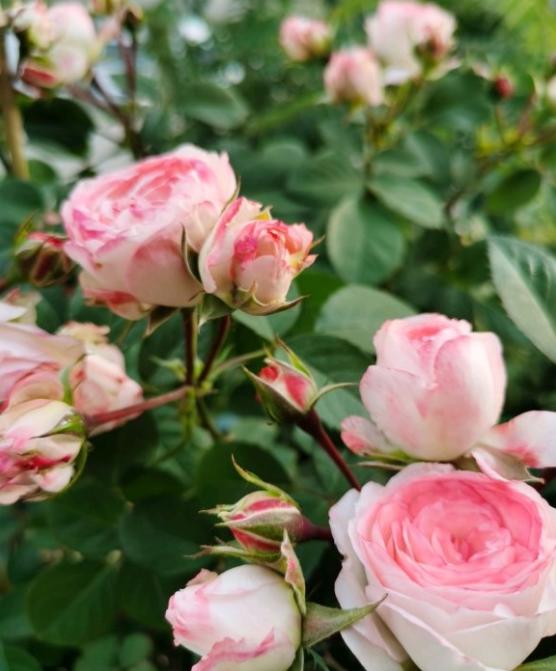 坐标上海可以养伊芙月季吗?伊芙系列哪个品种适合阳台党?