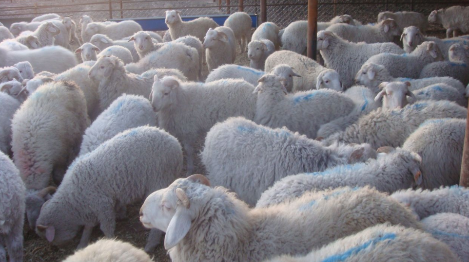 12月后活羊将会供应不足,羊价大涨!是真的吗?