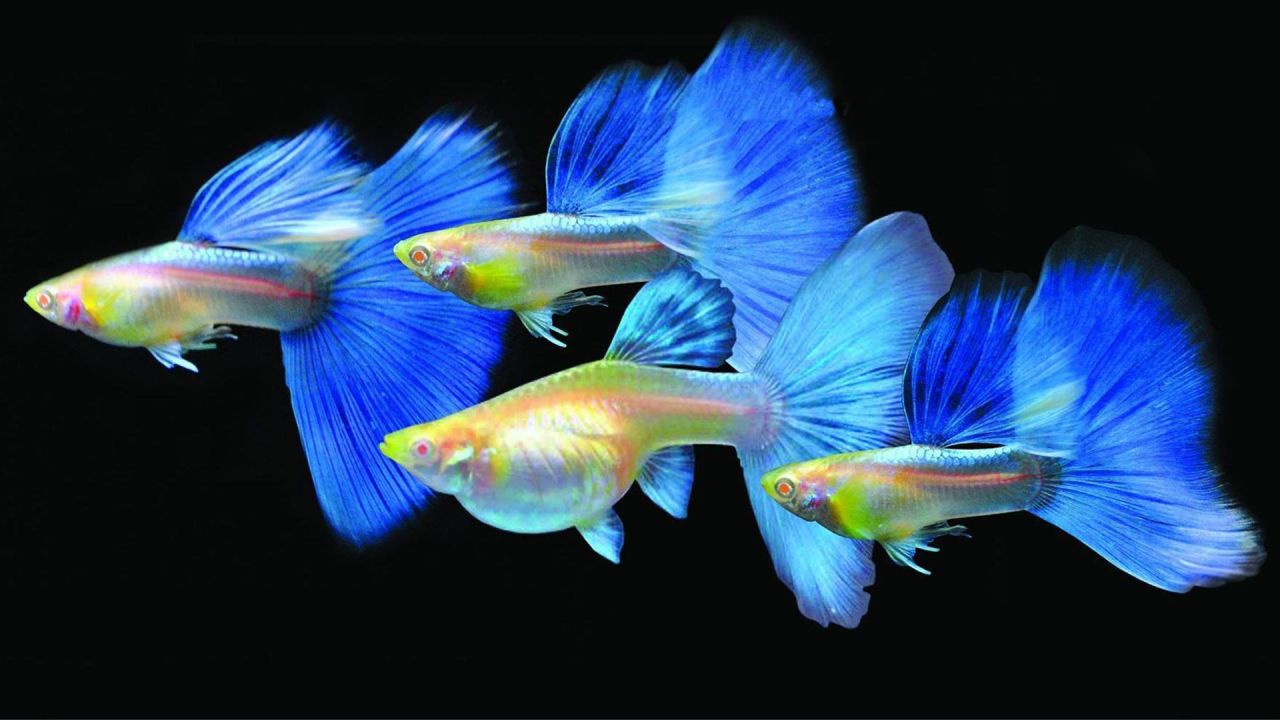 孔雀鱼的繁殖,手把手教你养好(3)买鱼篇