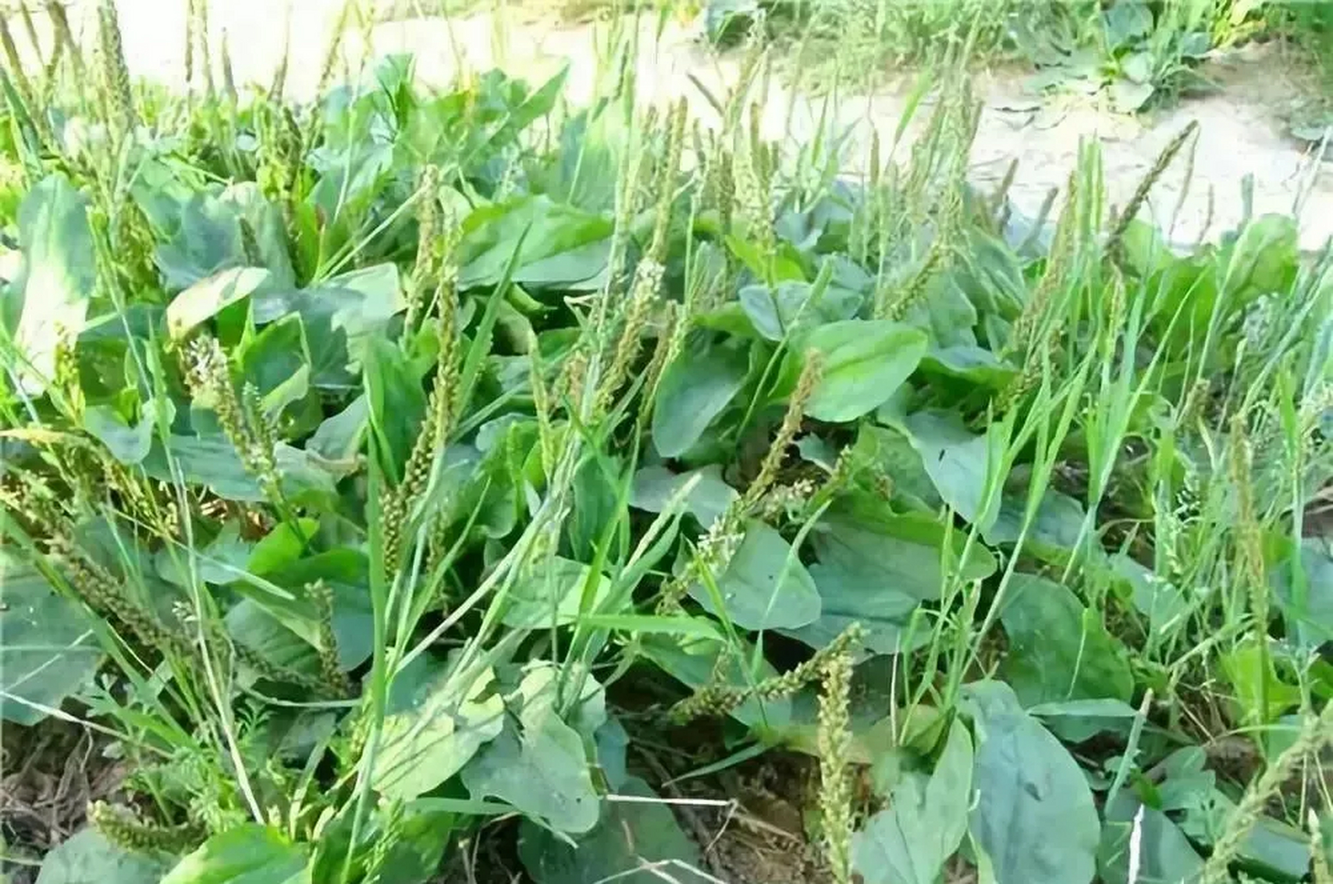 有痛风的朋友不用怕,2023年赶紧认识一下这种"风痛草",很多人家乡都有