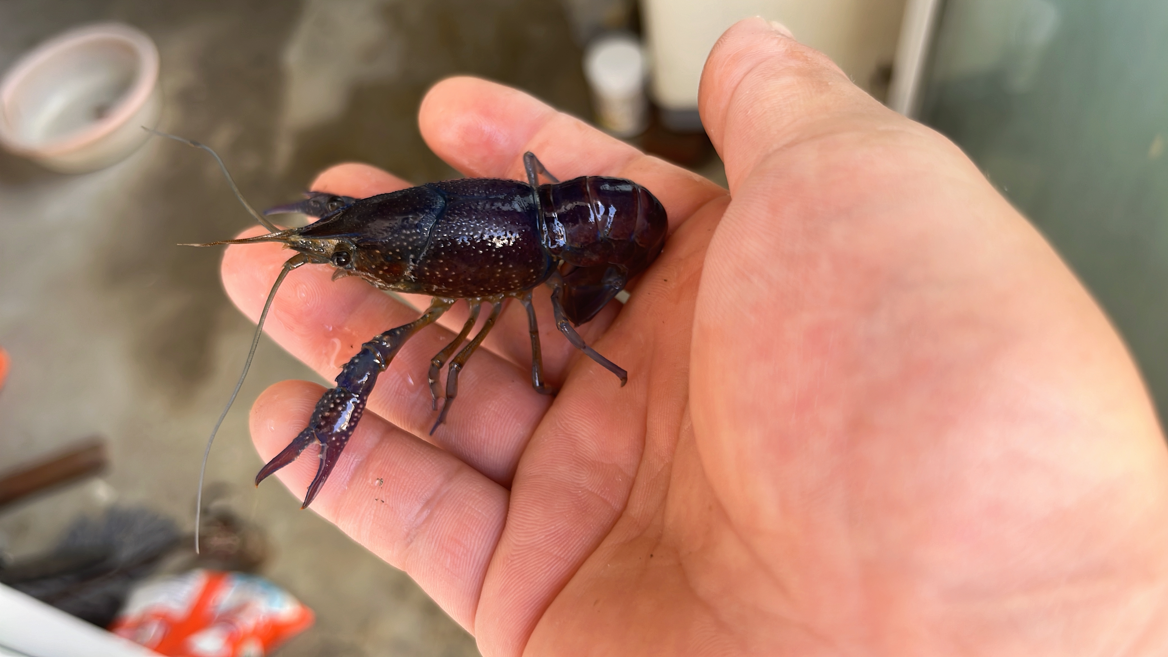 今天泥鳅黄鳝不多,龙虾爆盆,还抓了个蓝紫色的变异龙虾