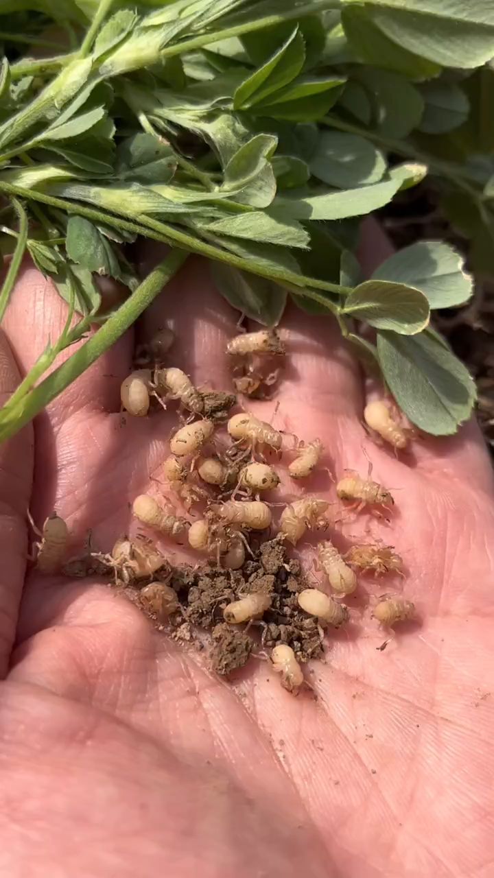 知了幼虫种植图片