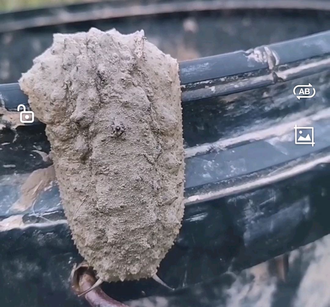 海边捡到的石磺