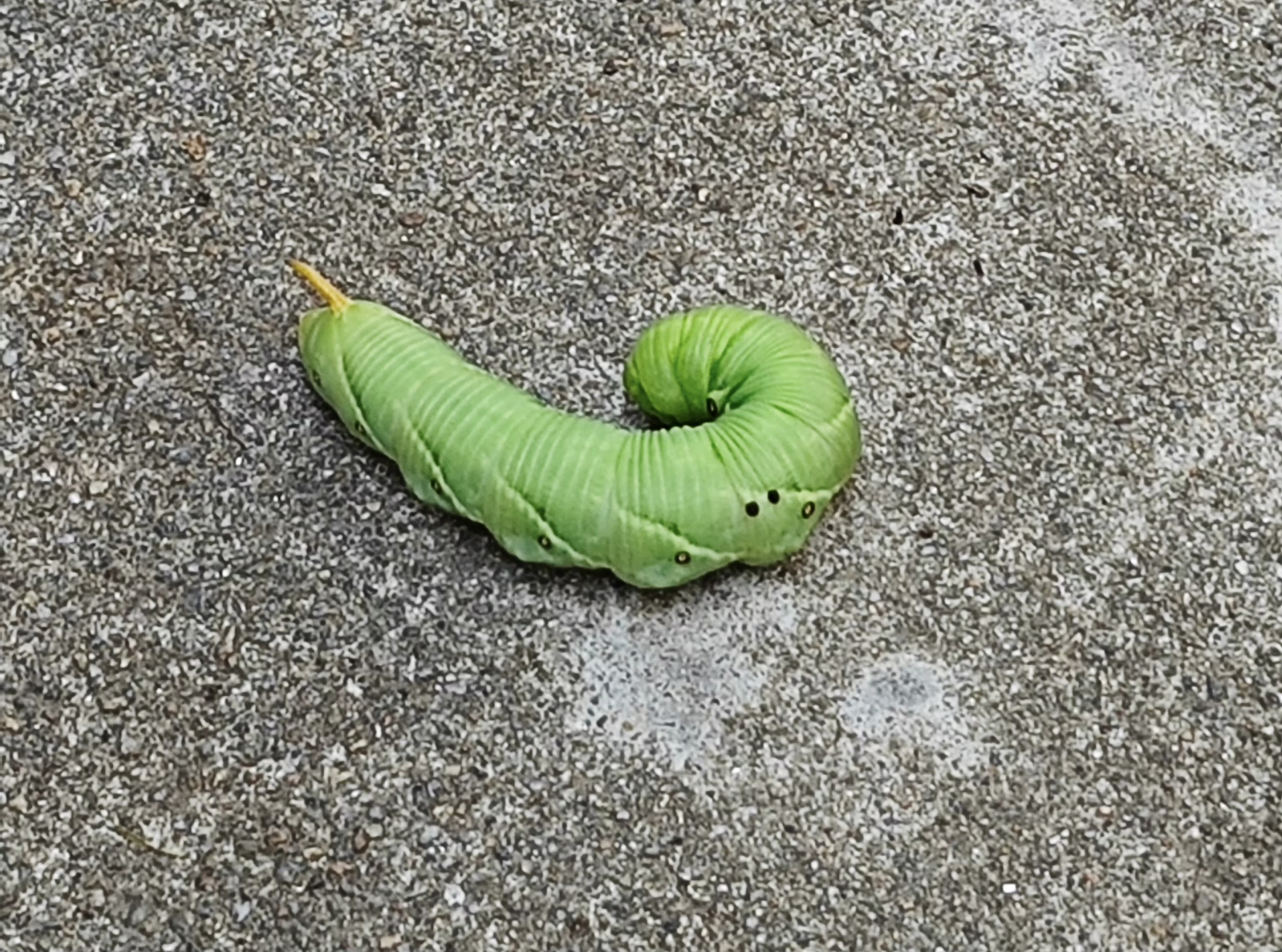 这个猪儿虫简直是小时候的噩梦