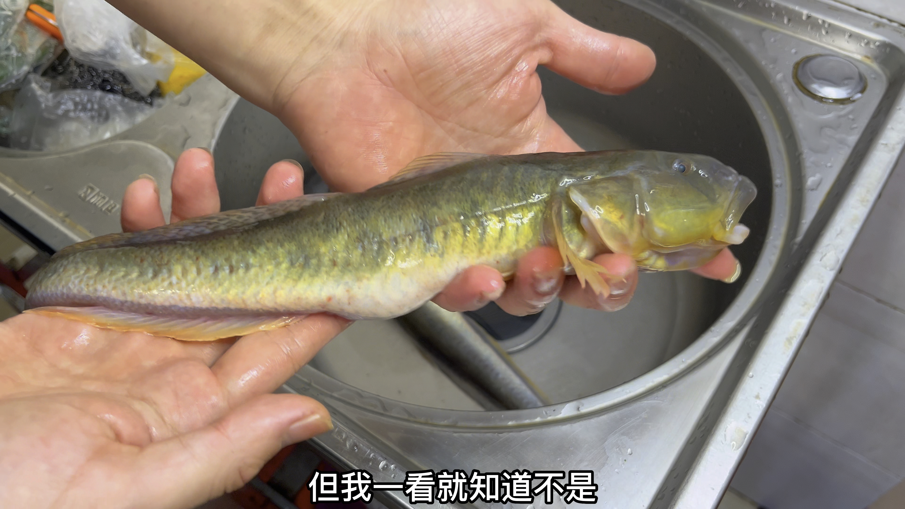 沙光鱼肉质细腻无细刺，大厨教你家常做法，鲜嫩入味