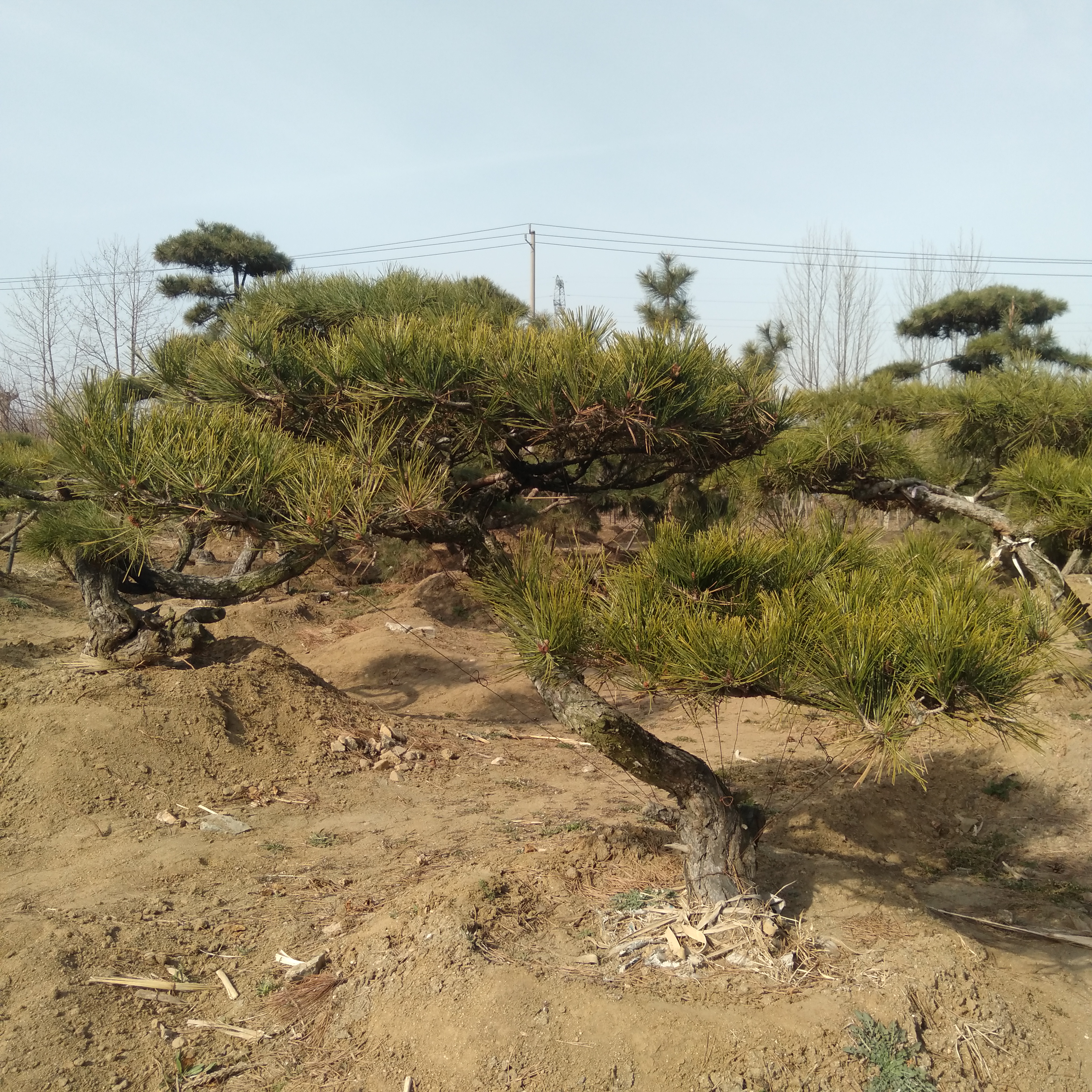 山东最大的山采黑松盆景基地,造型多样,自然弯曲!