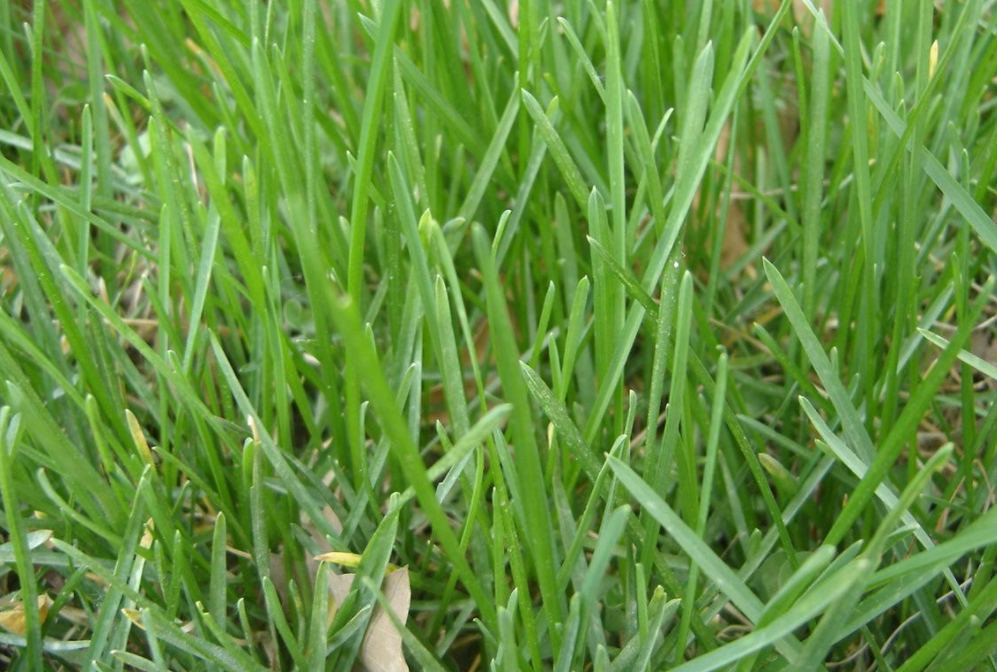 混播草种都有什么些品种