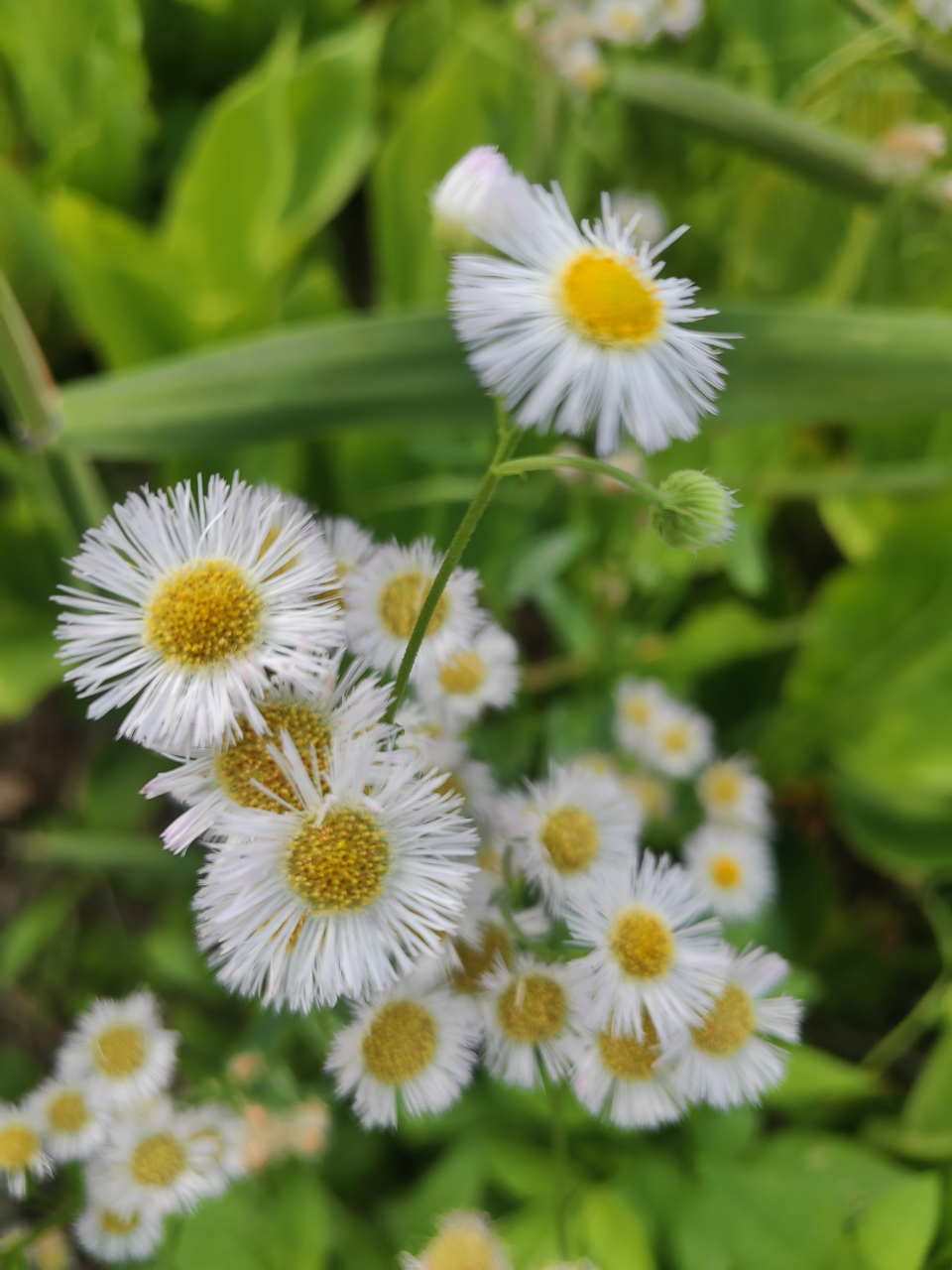 分享一组大自然中的野花,大家认识了几种?