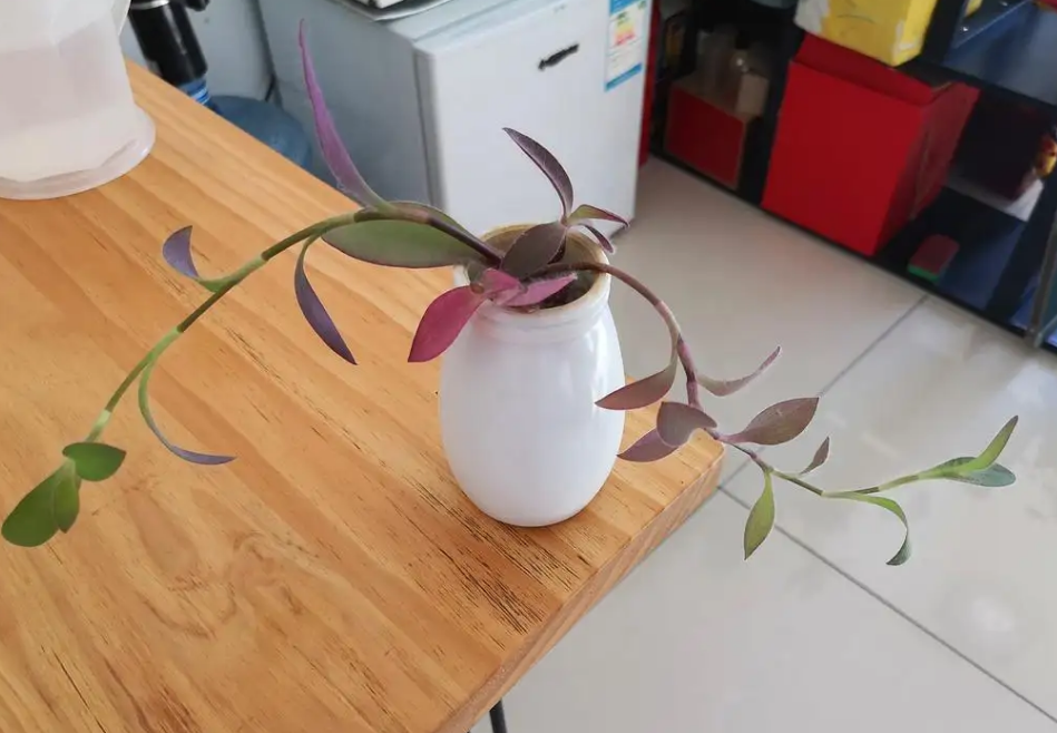 紫竹梅可以水培吗