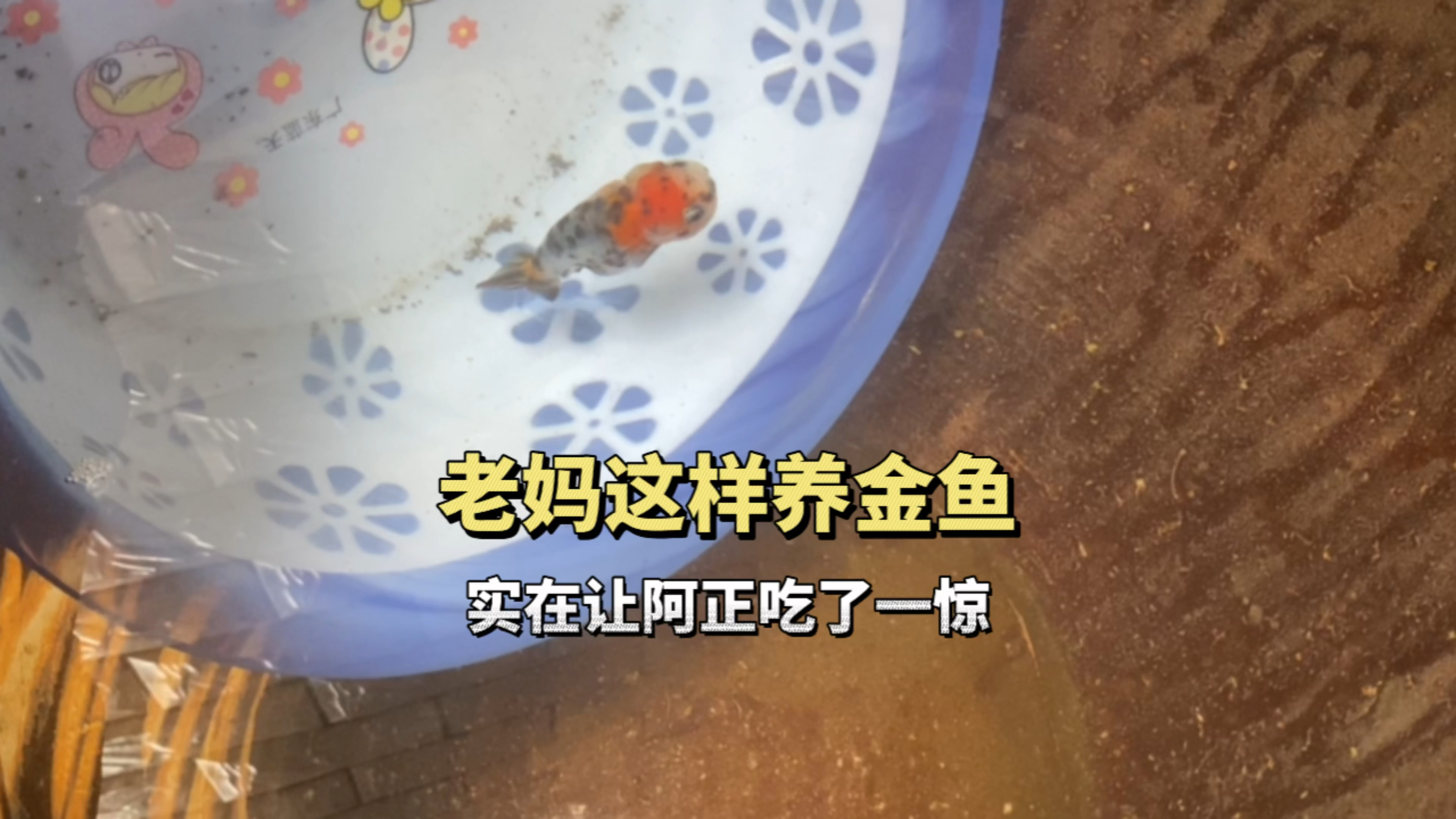 老家的老妈是这样养金鱼的,实在是让阿正吃了一惊