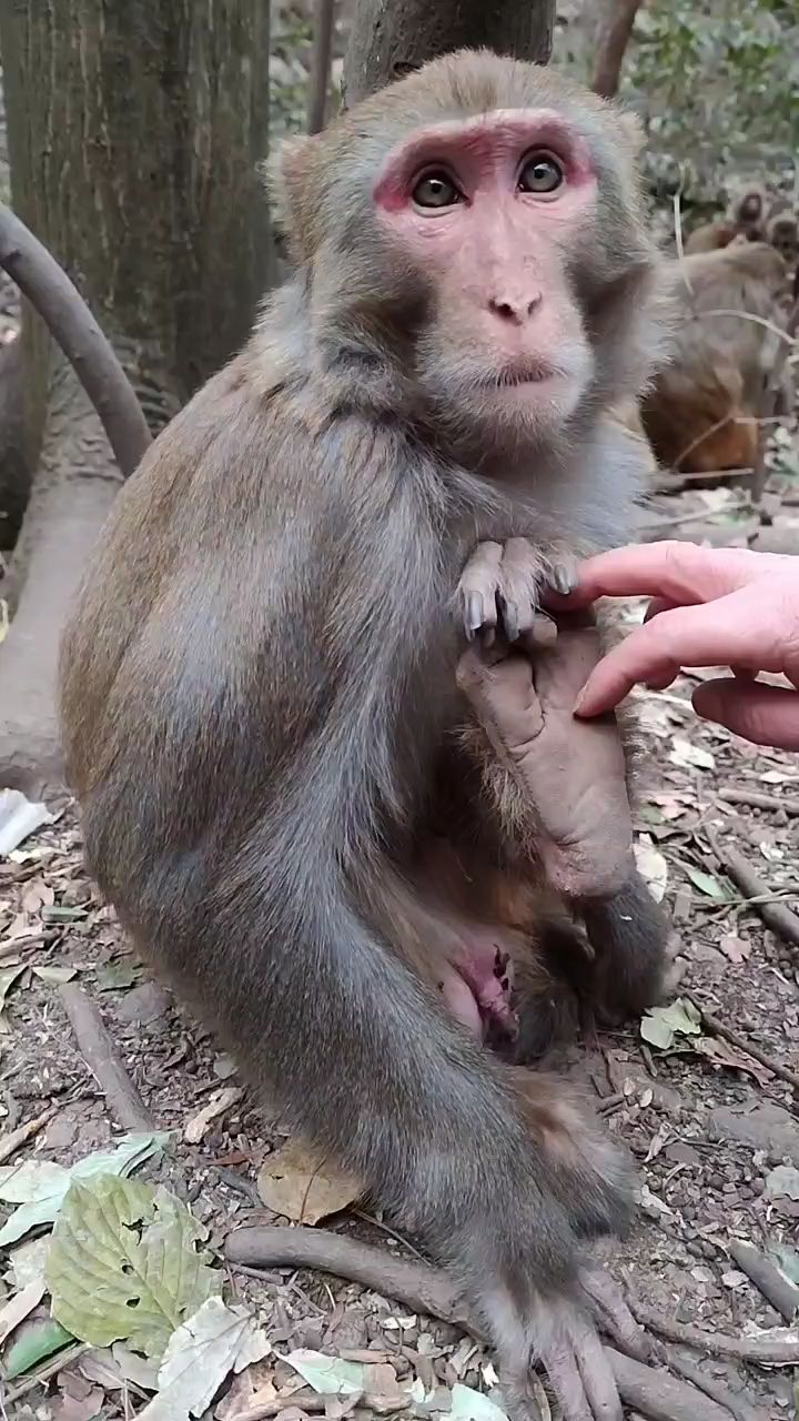 猴子的脚不会痒?